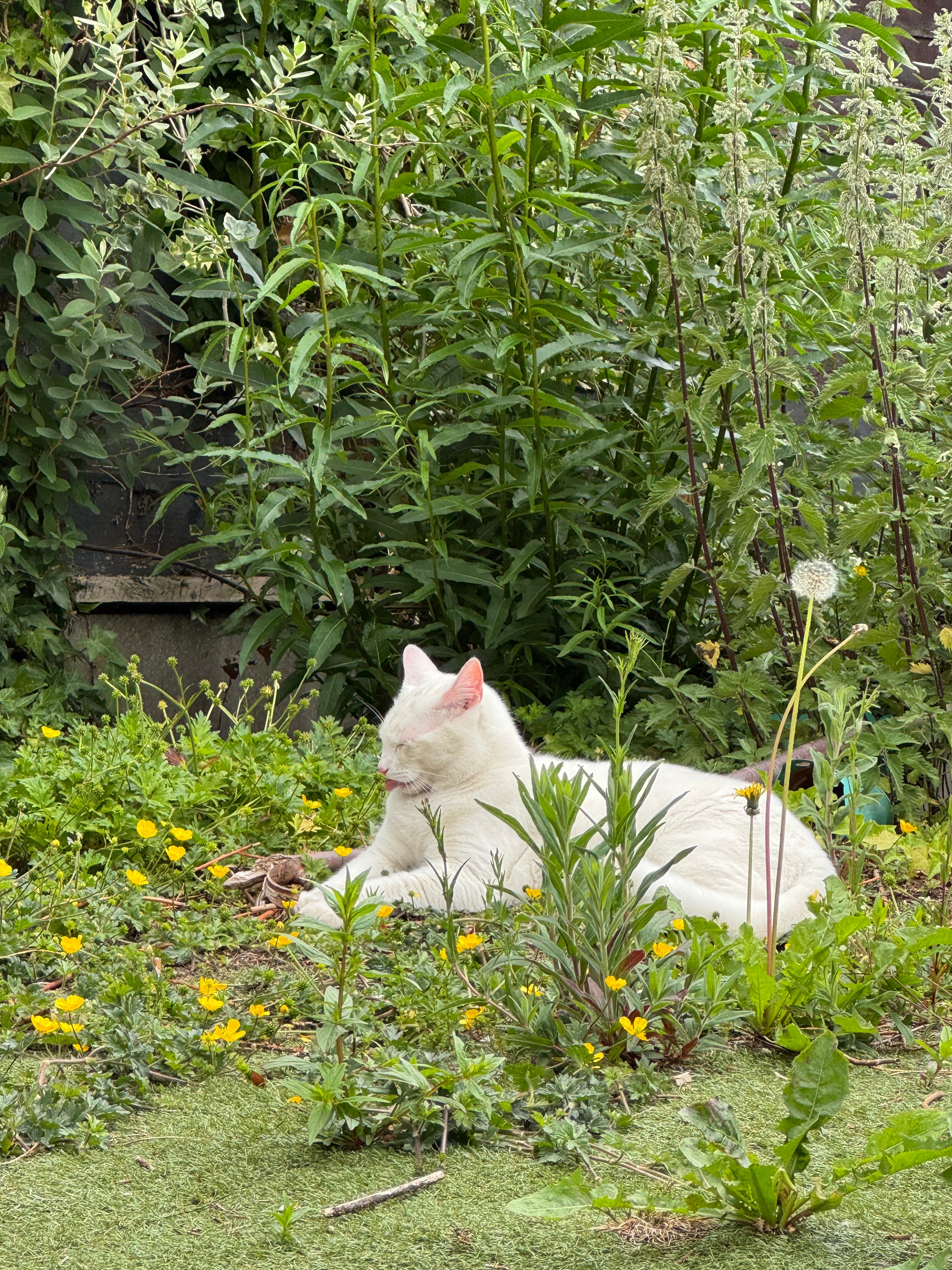 image-12