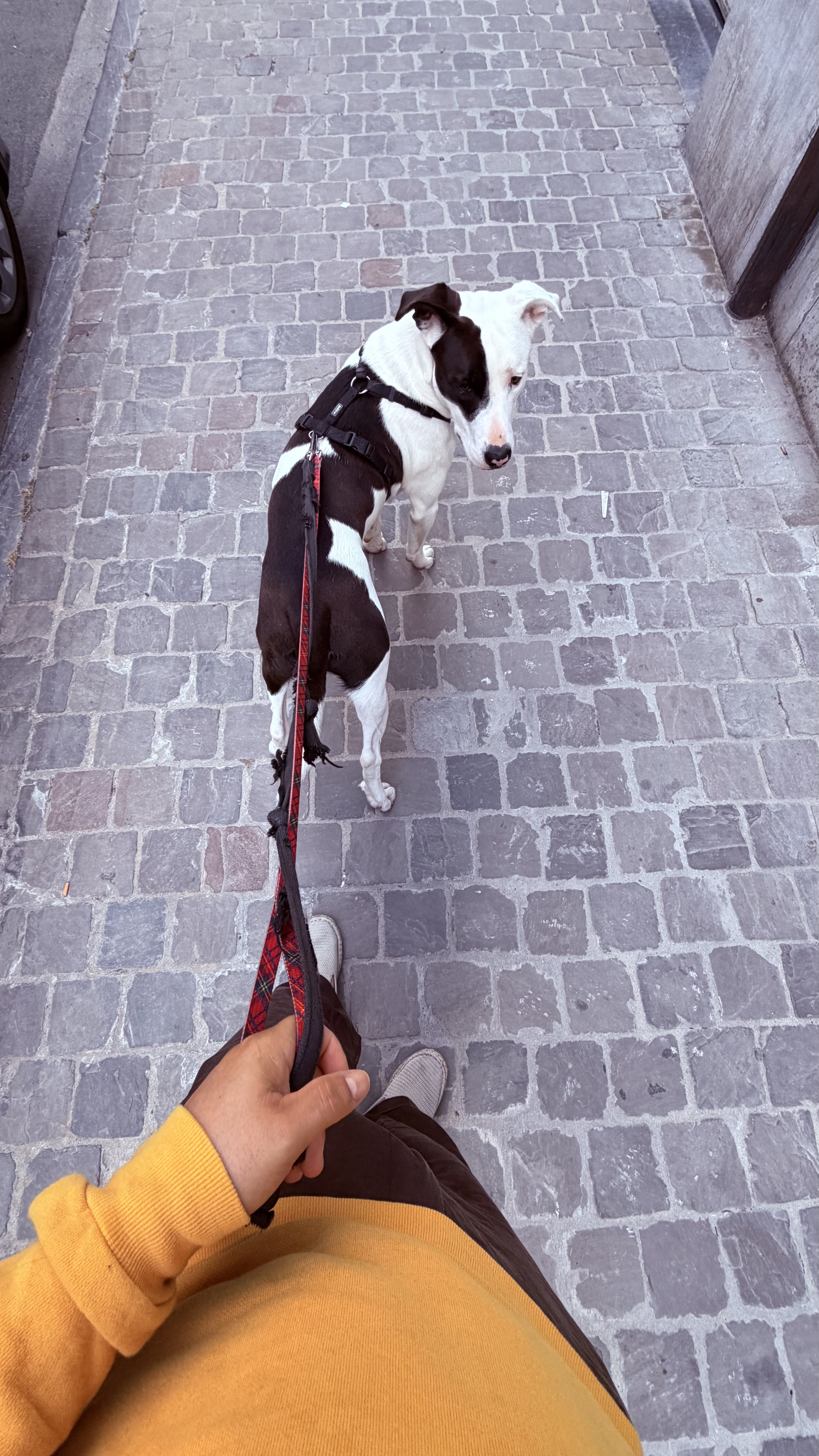 image-12