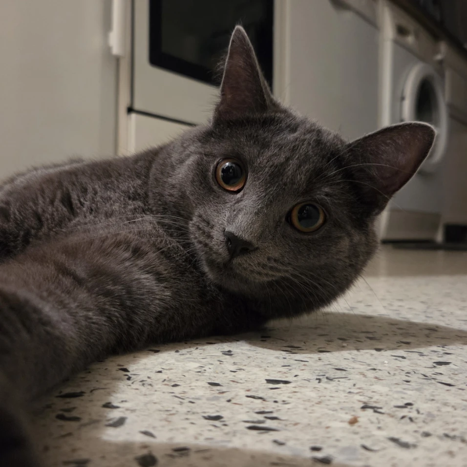 Simba