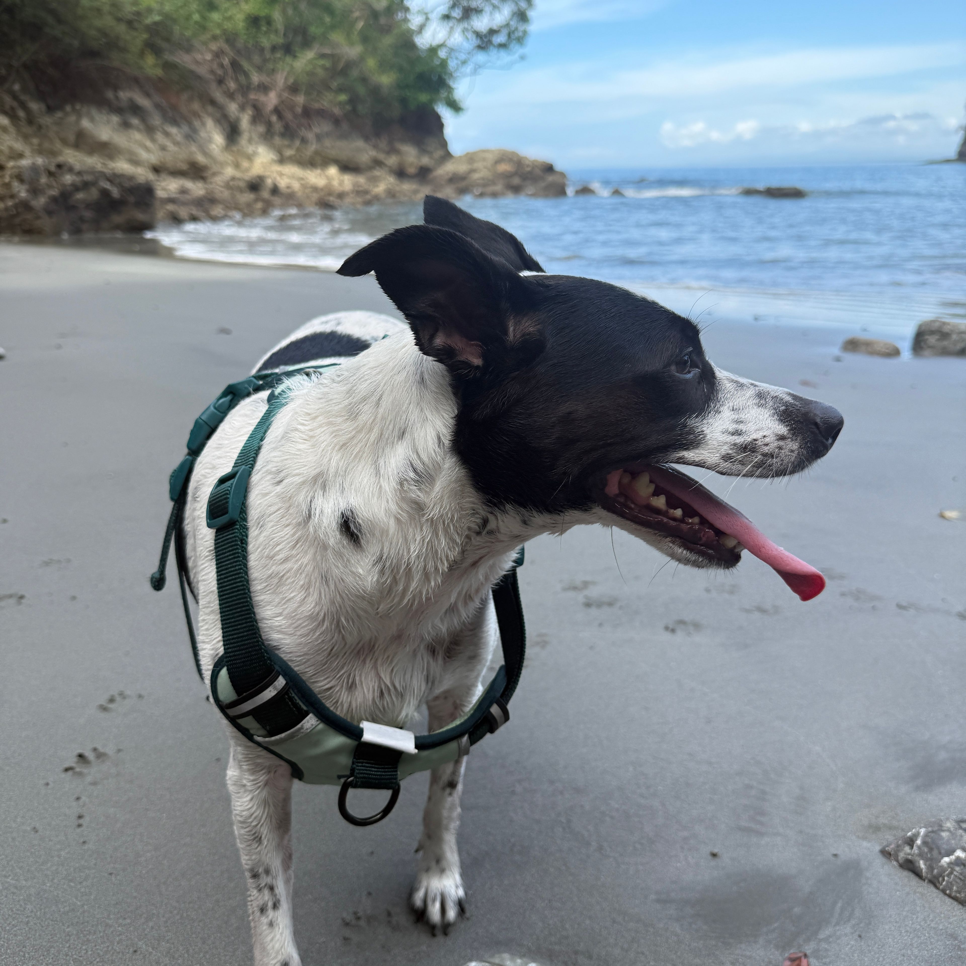Boli