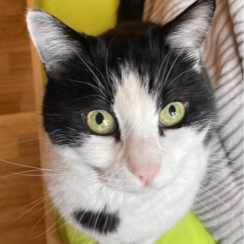Milu