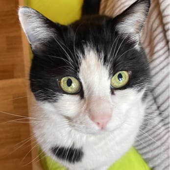 Milu