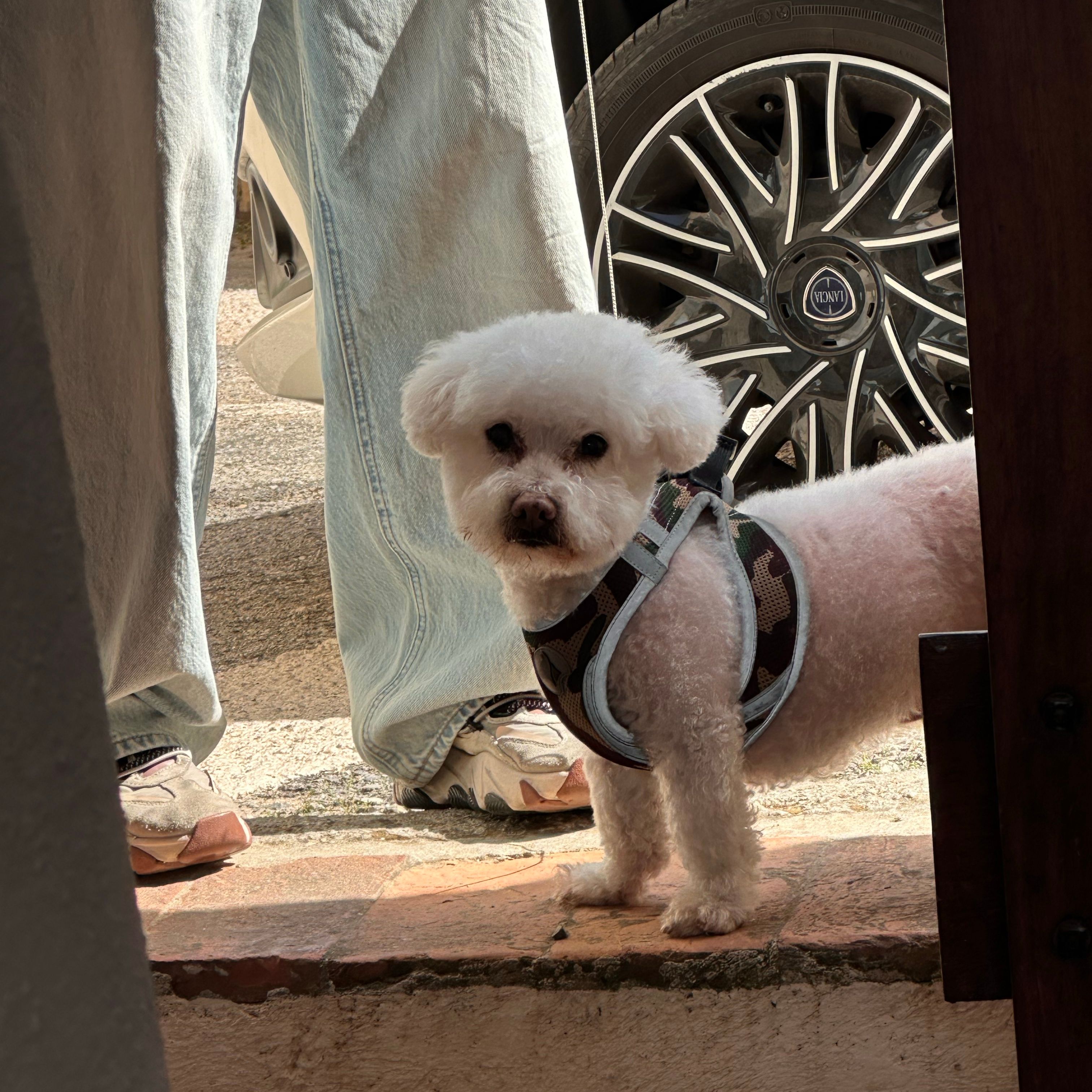 Leo