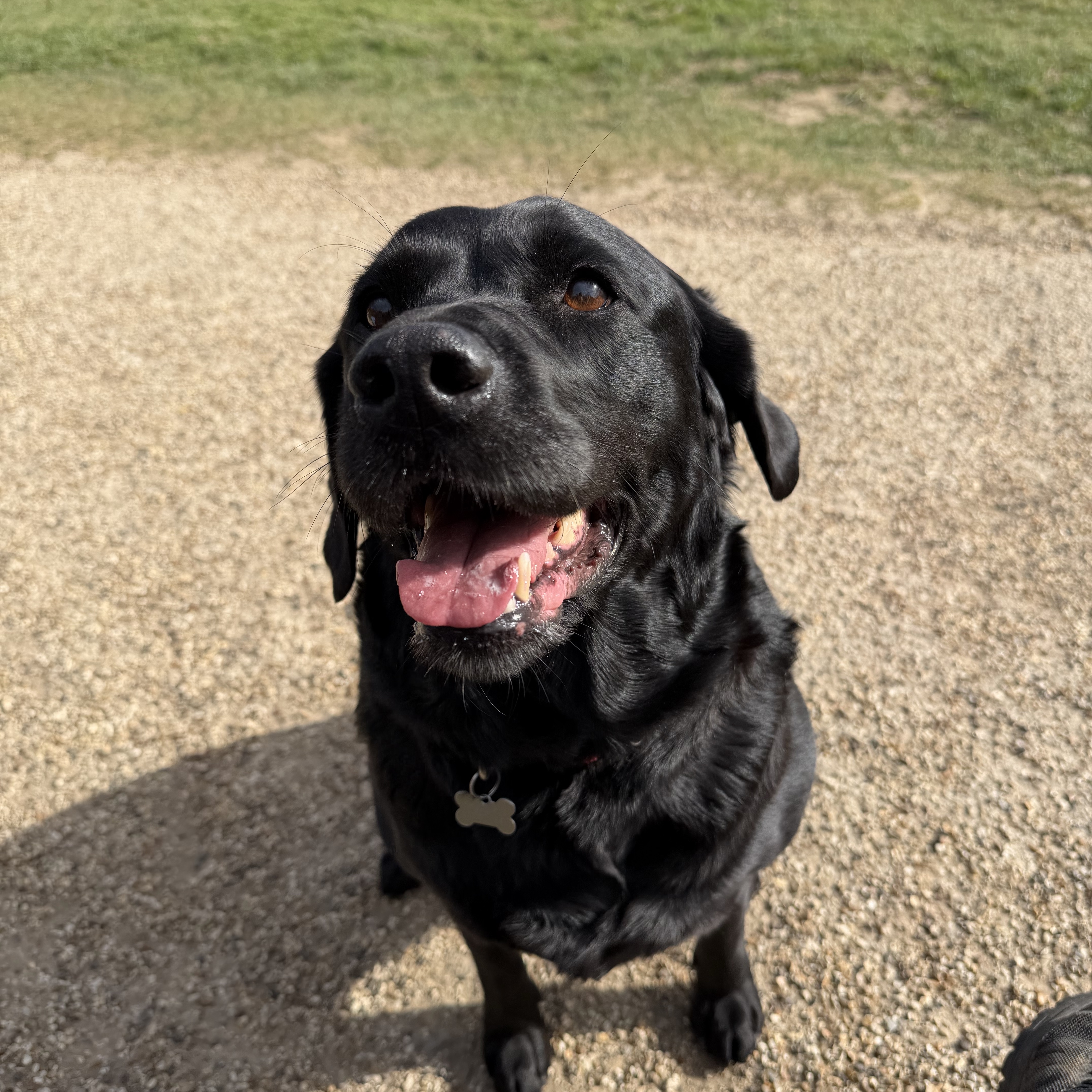 Rolo