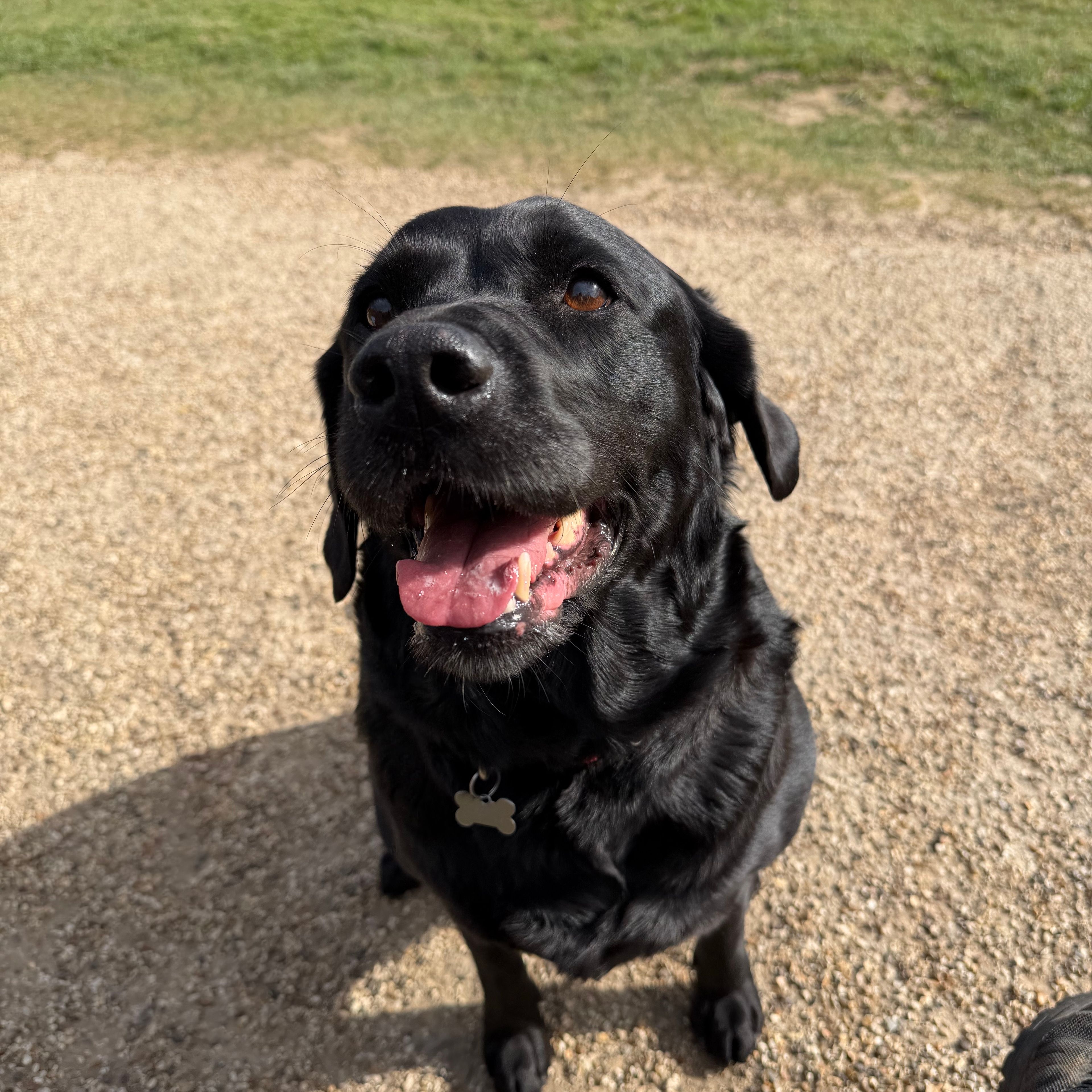 Rolo
