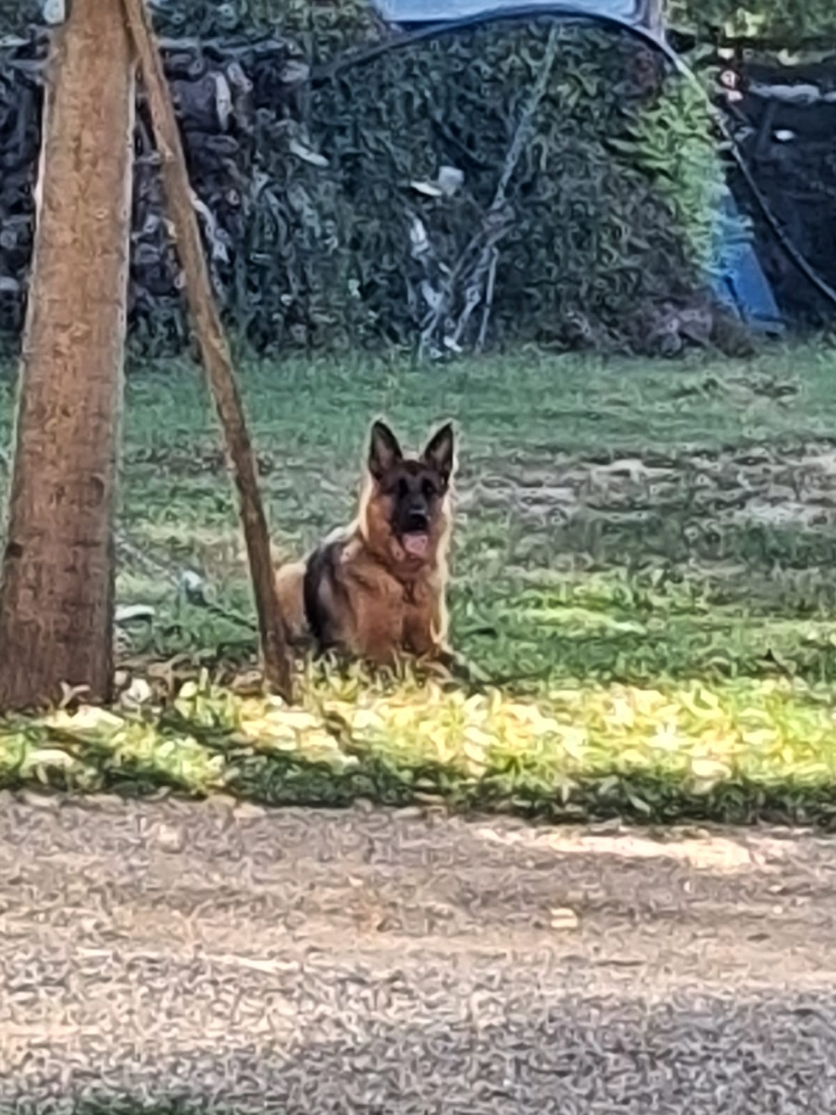 image-7