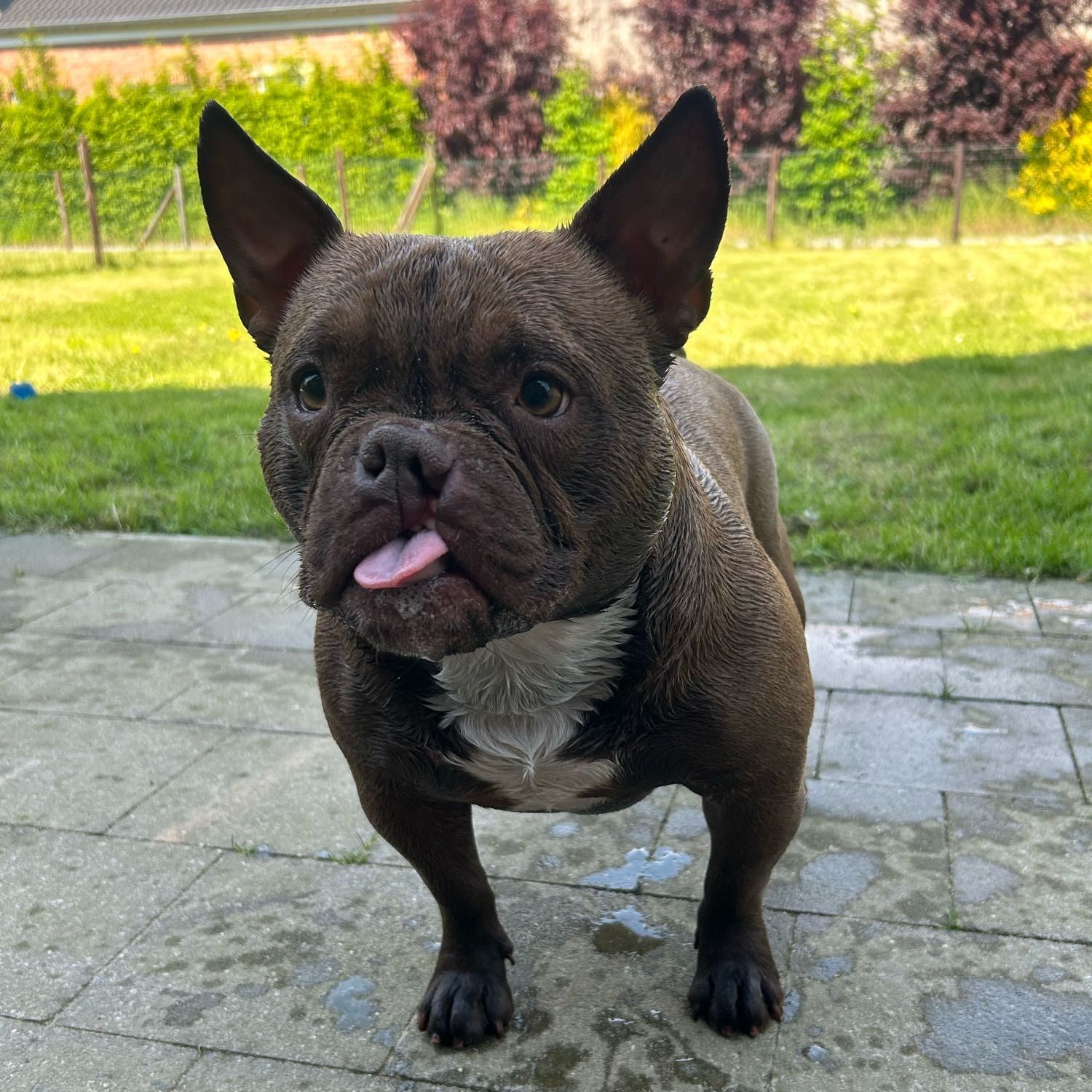 Kato