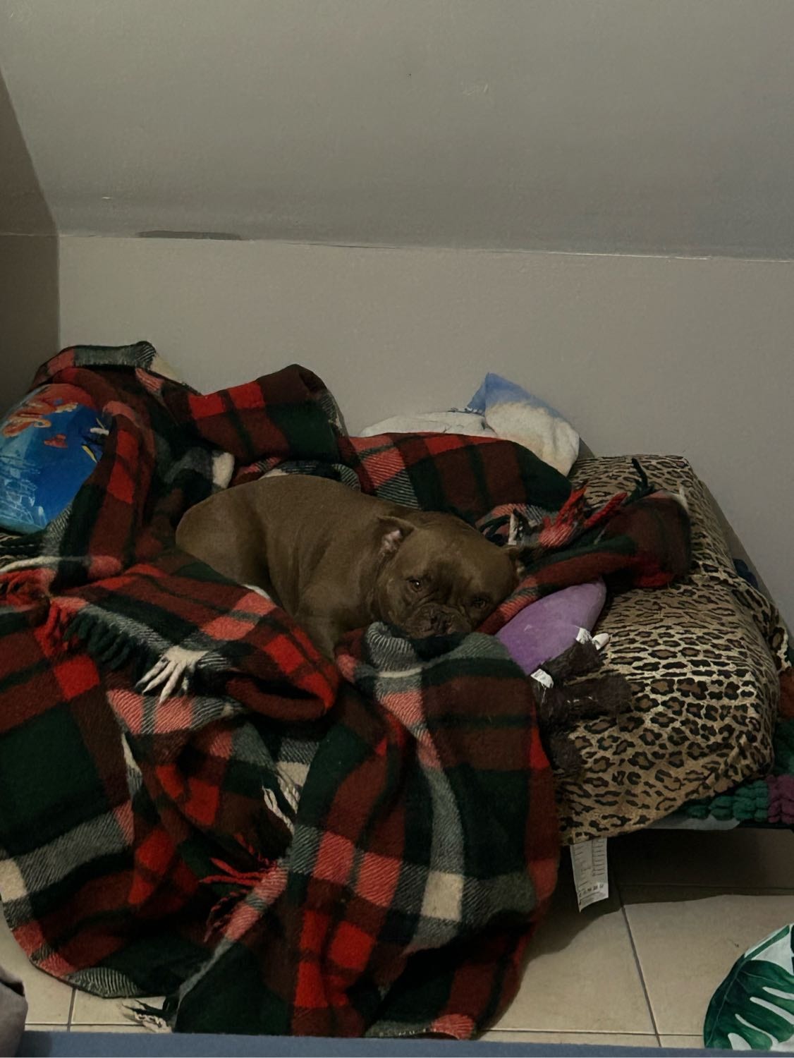 image-7