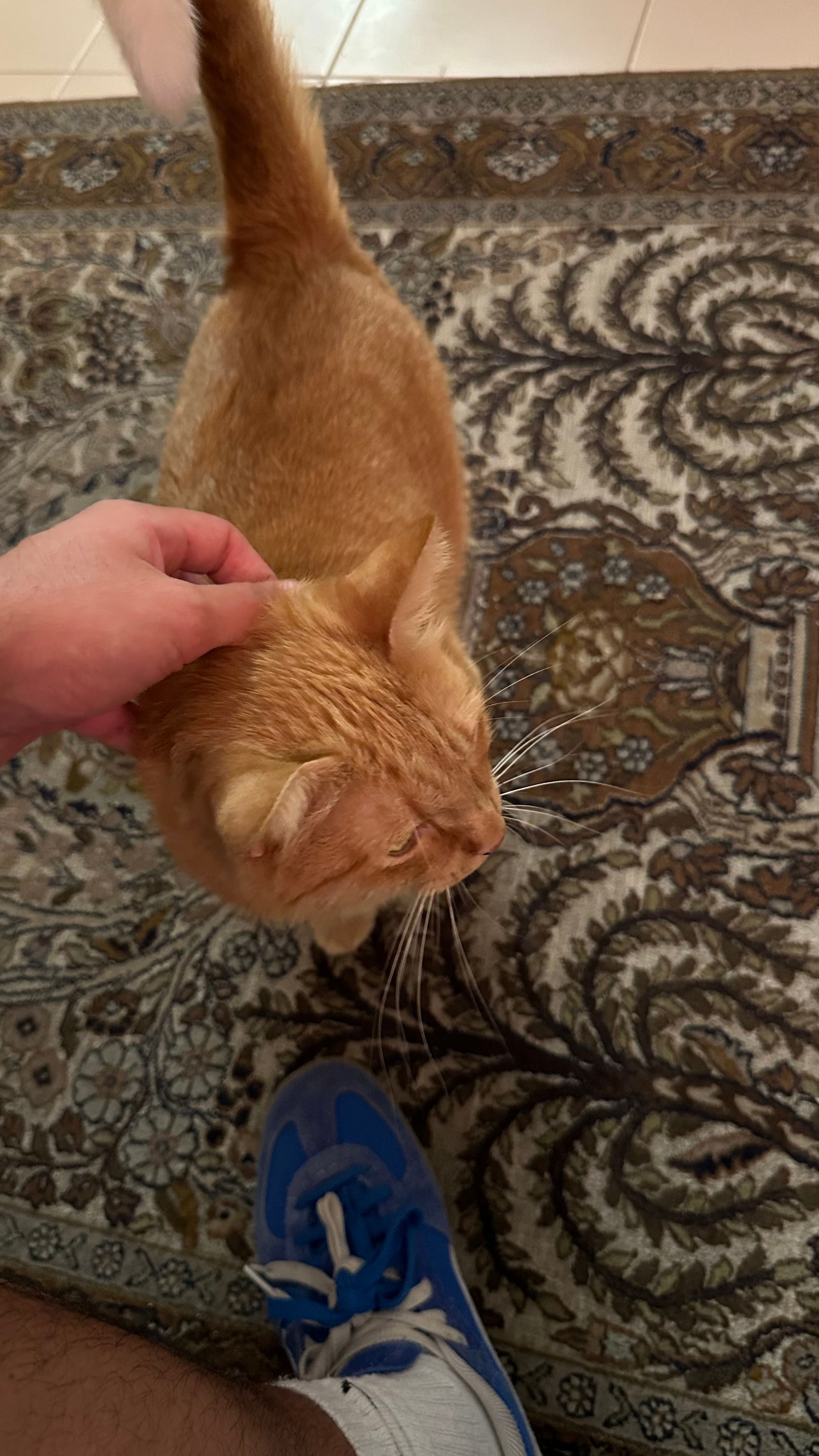 image-8