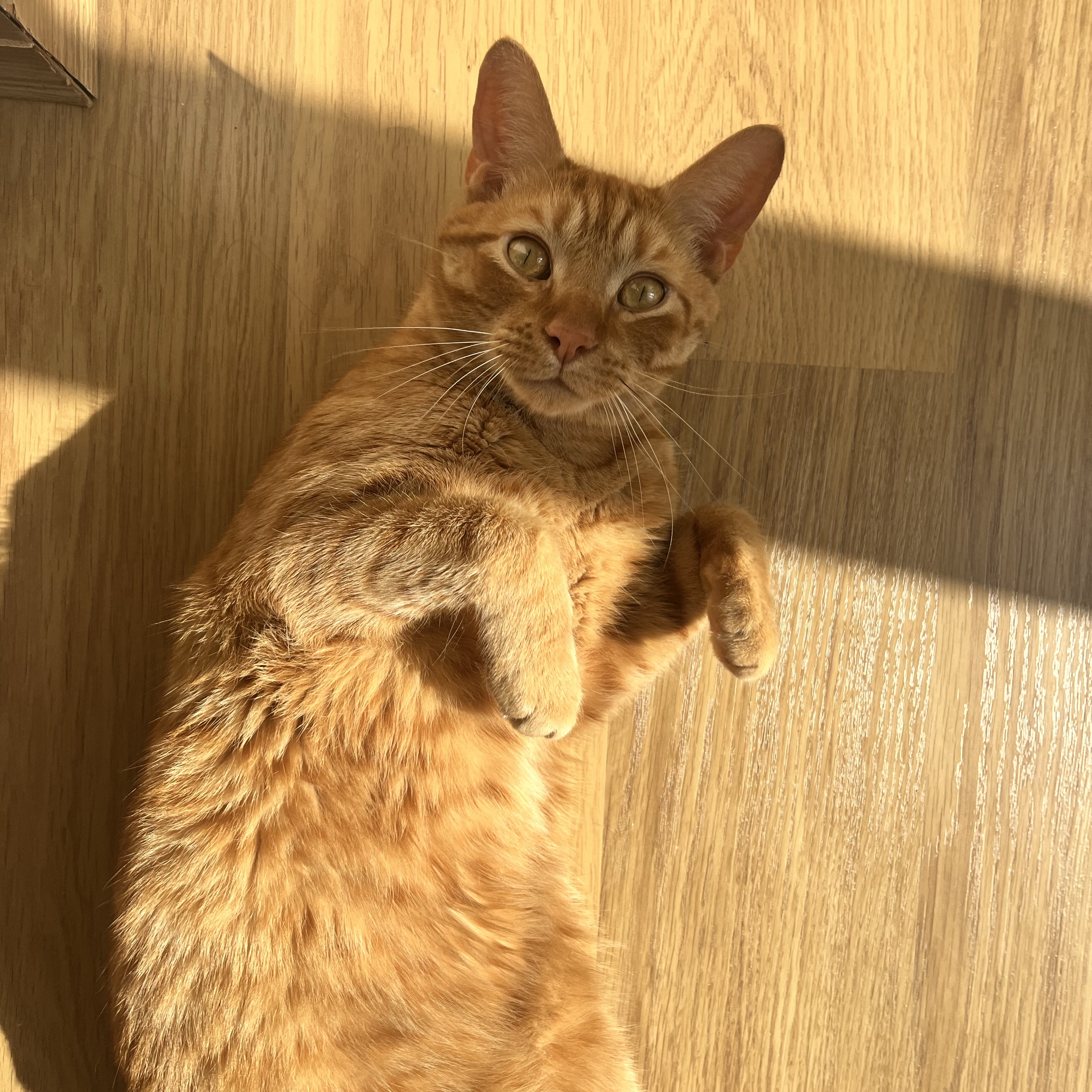 Sol
