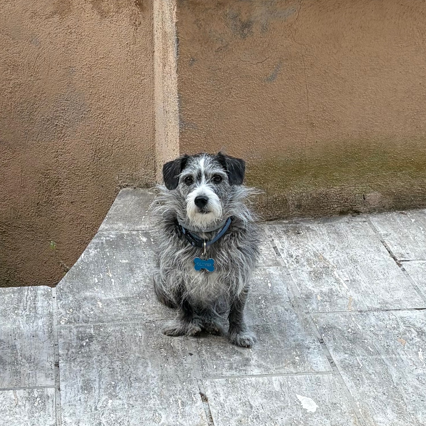 Oliver 