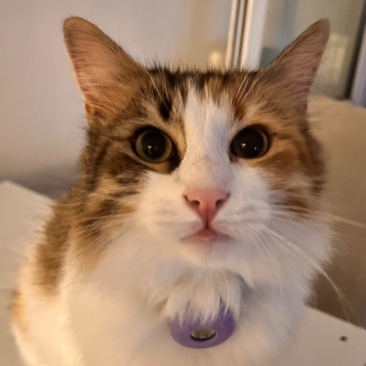 Juliet