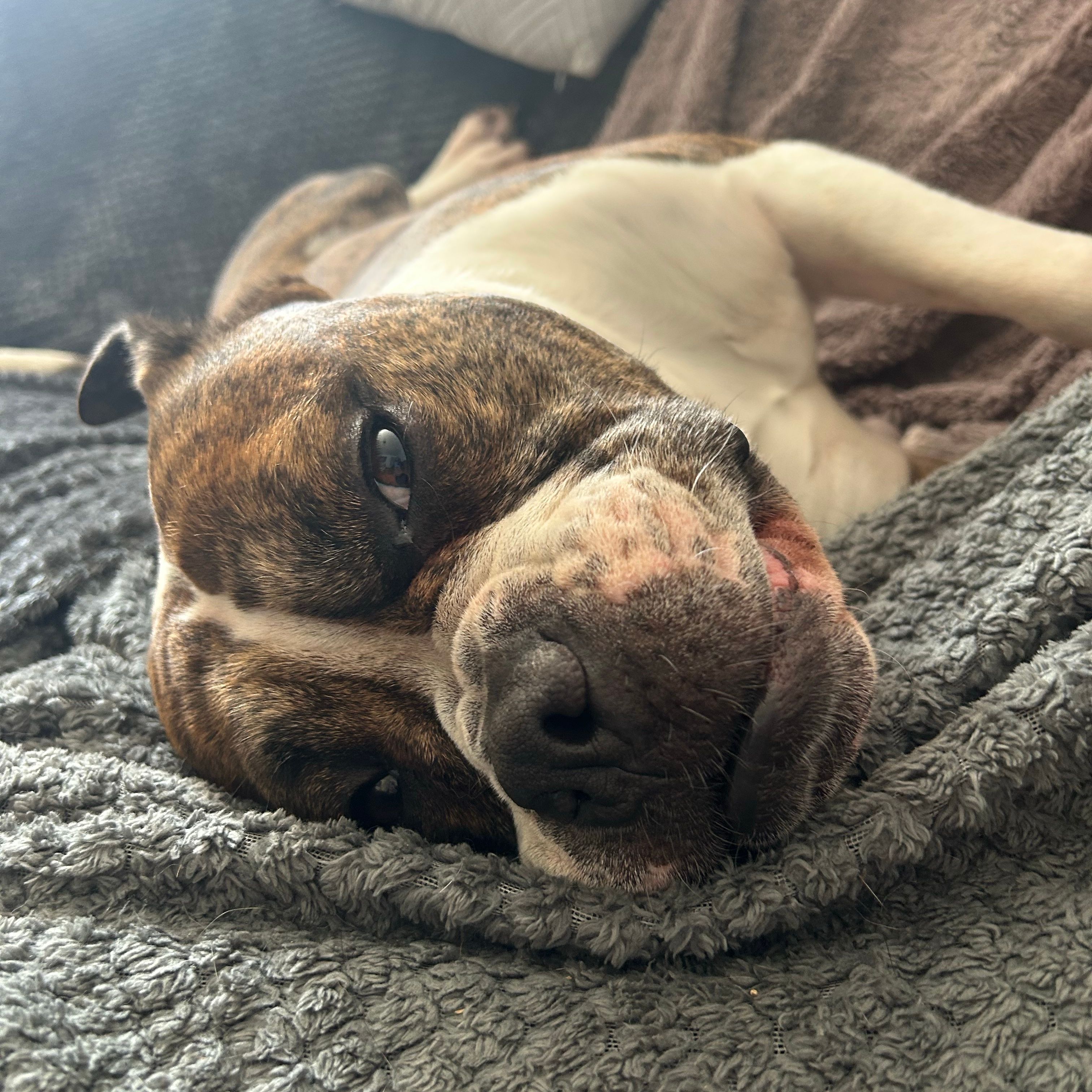 Kobi