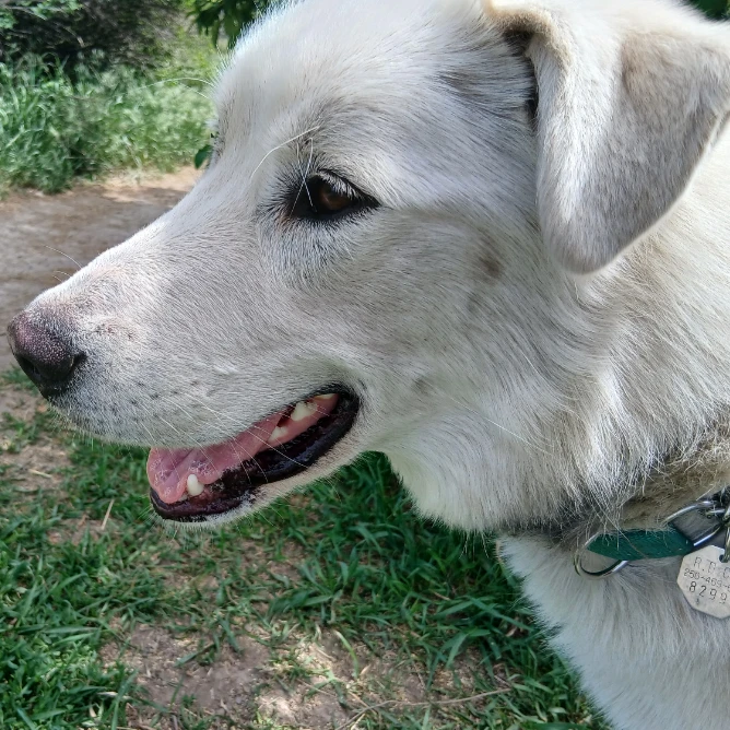 Charlie