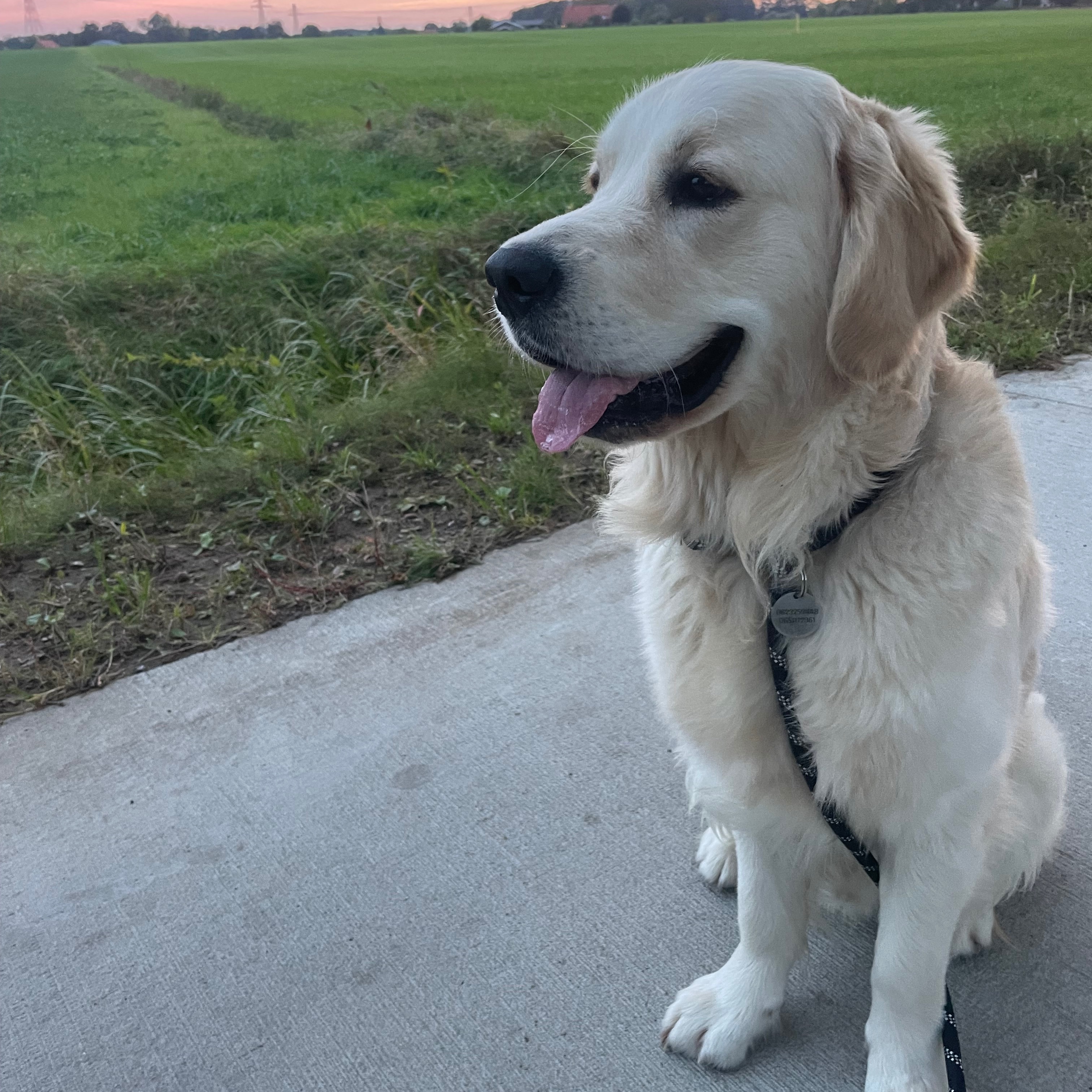 Benji