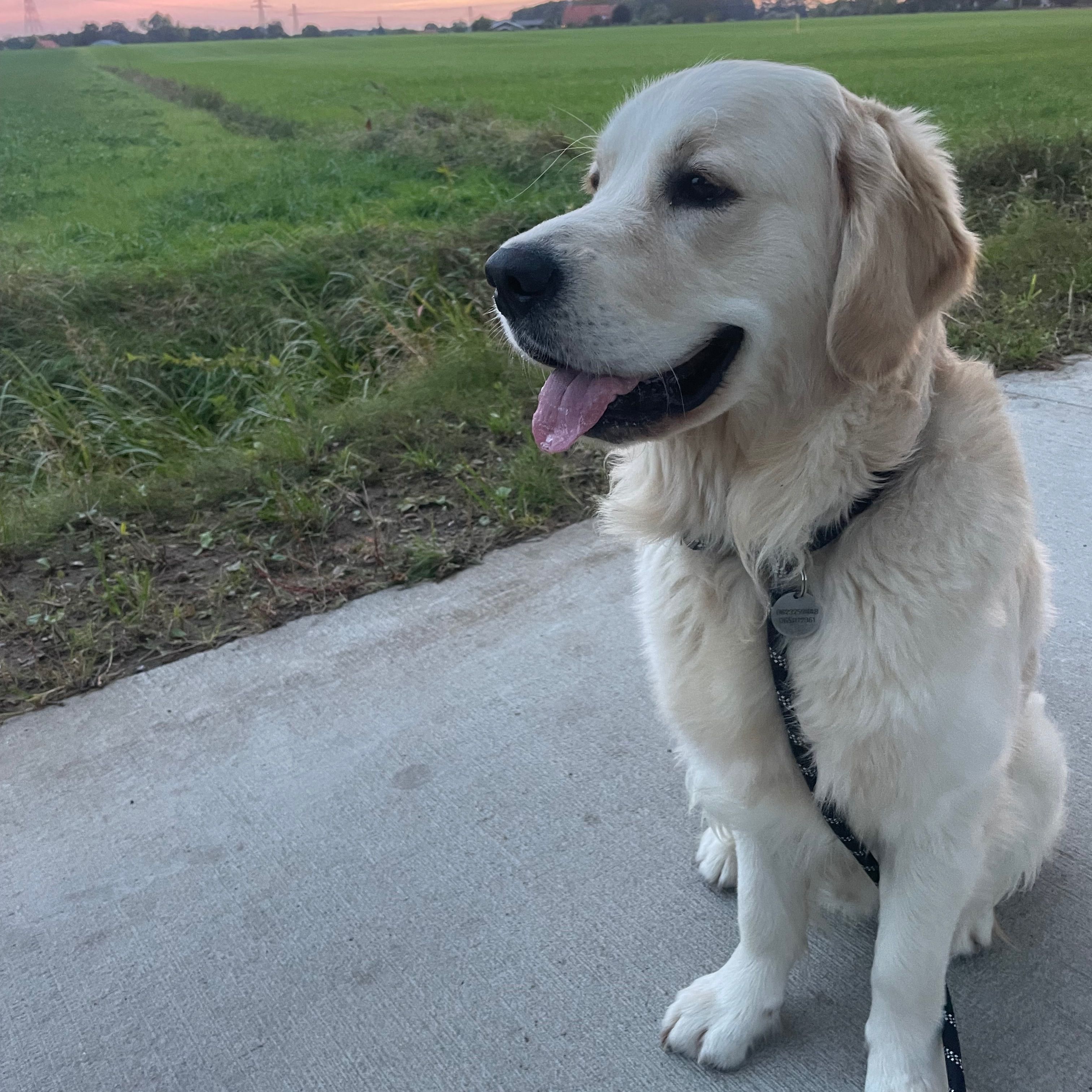 Benji