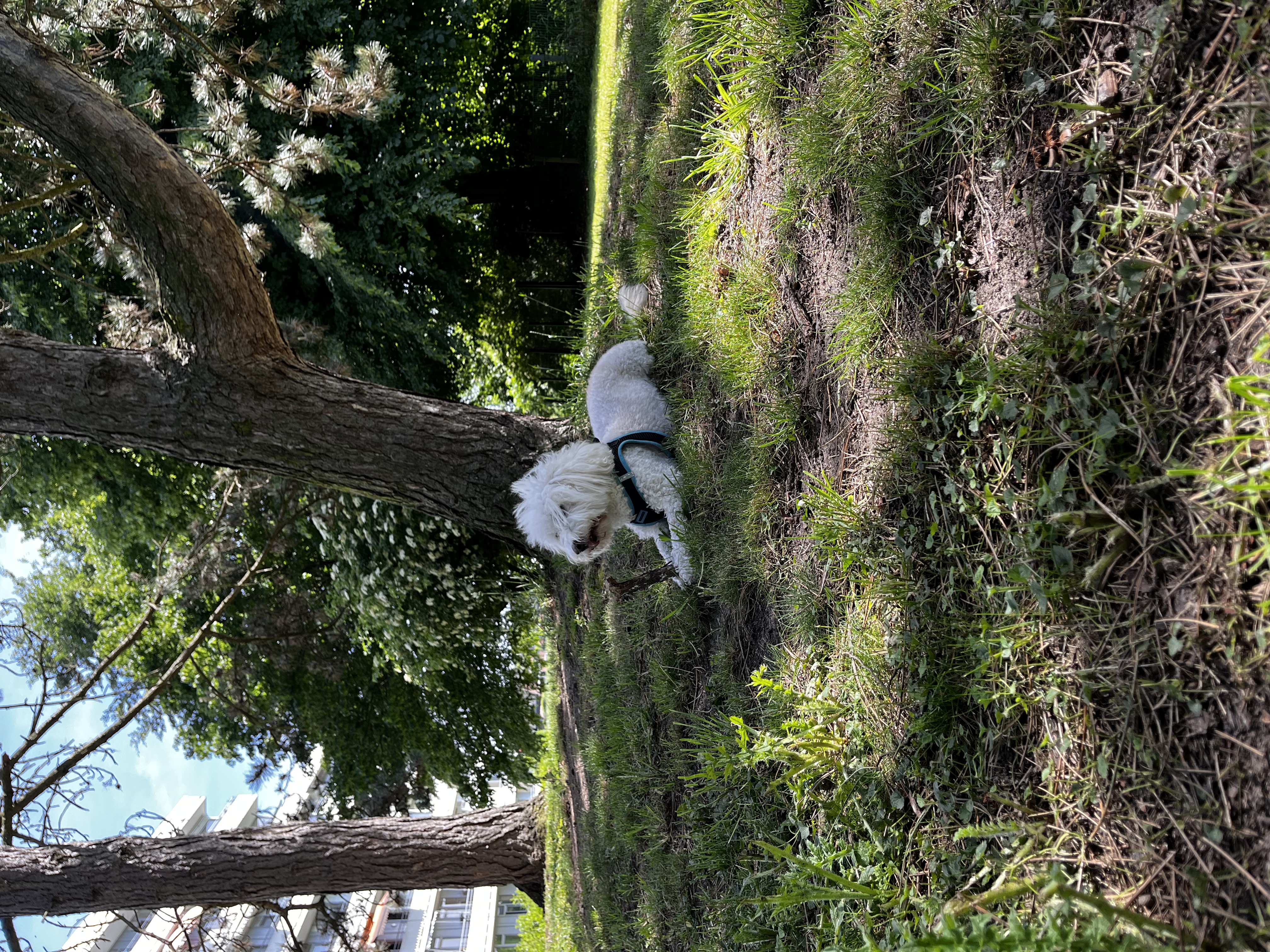 image-7