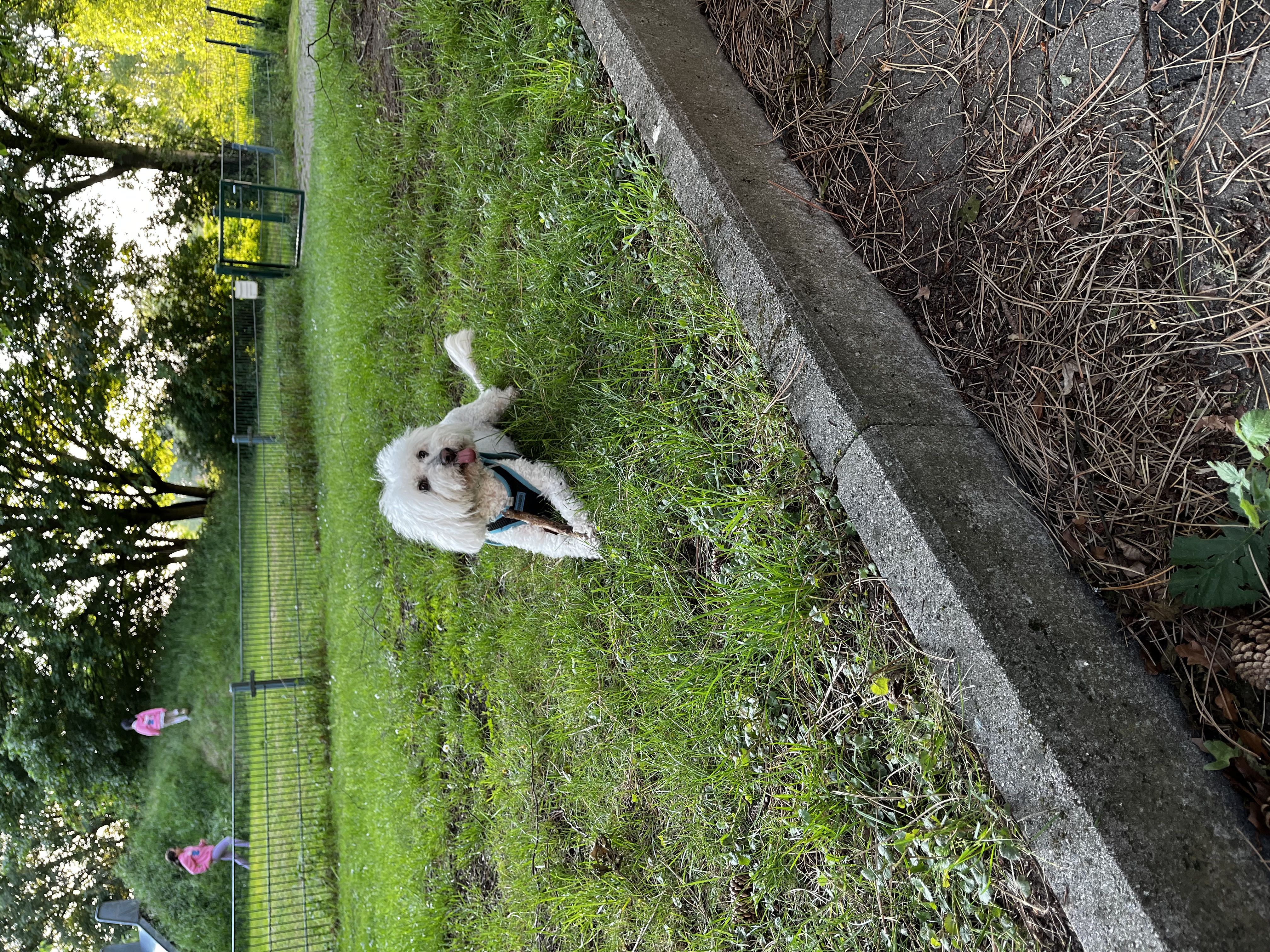 image-6
