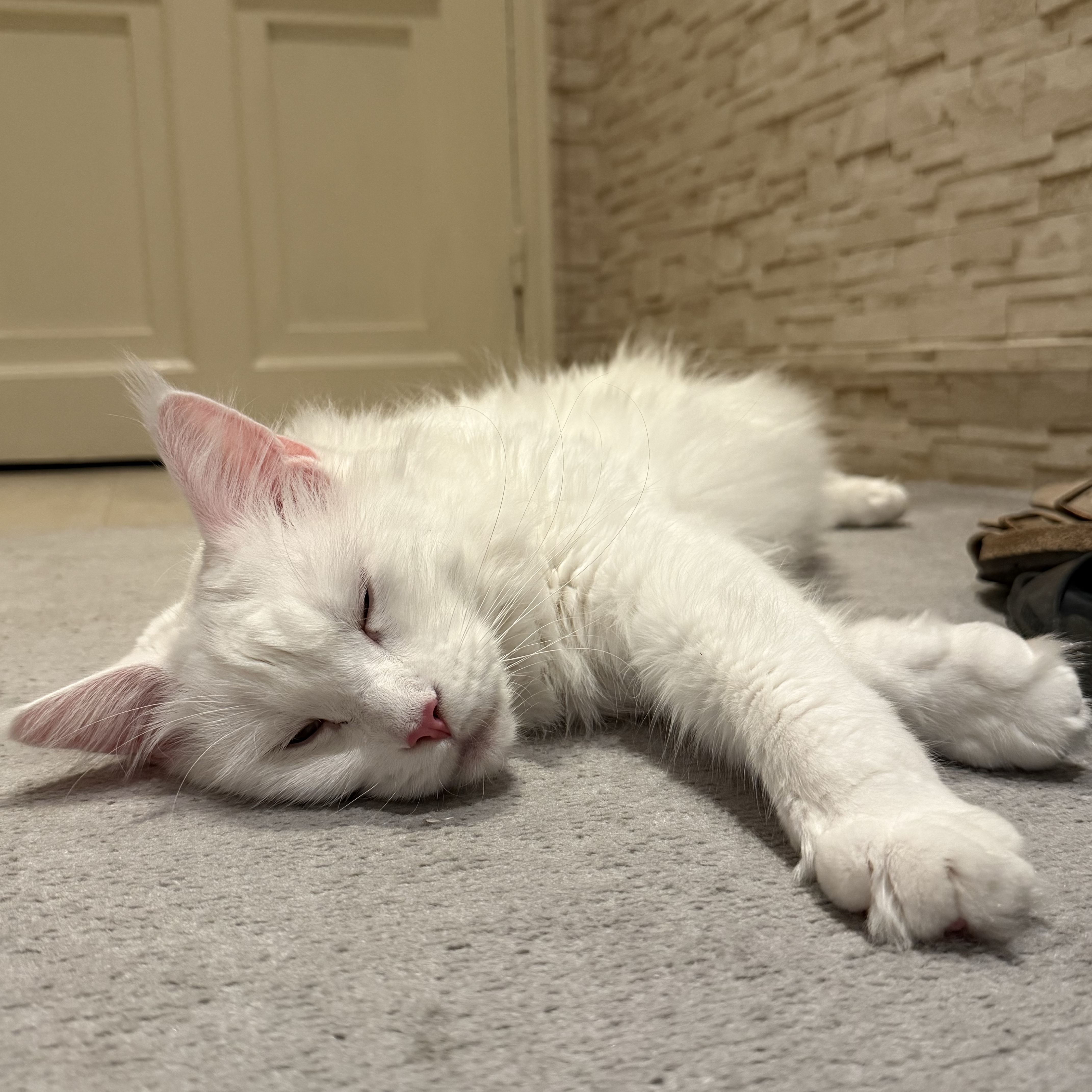 Shiro
