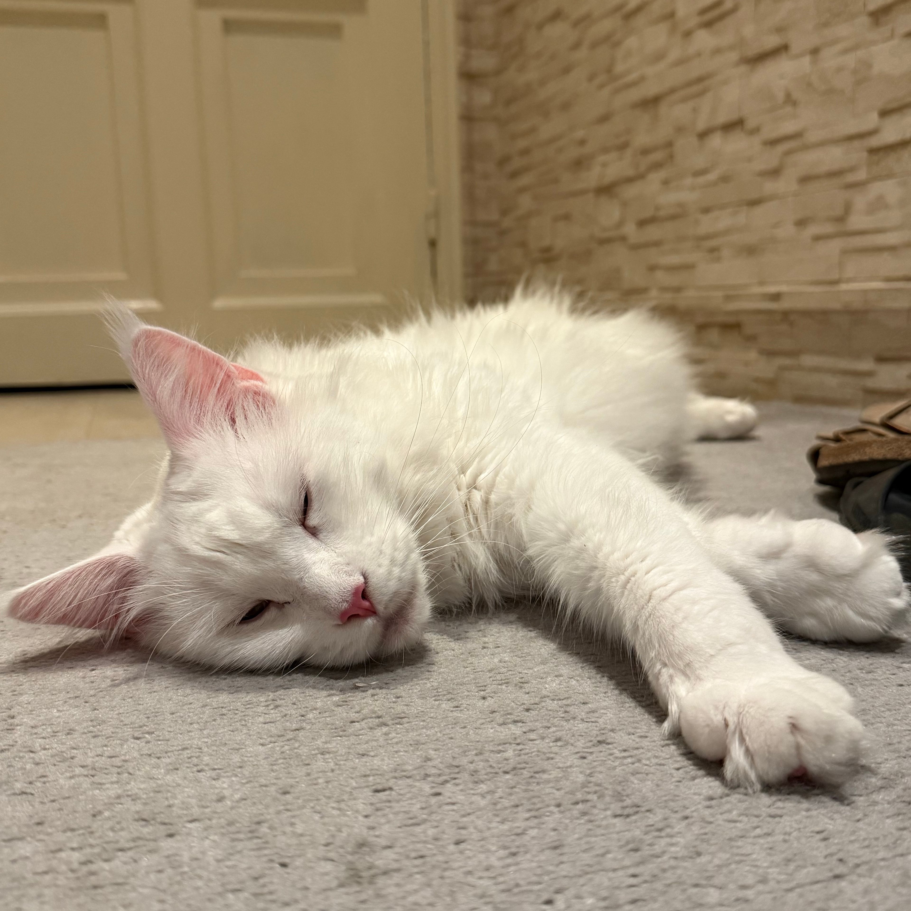 Shiro
