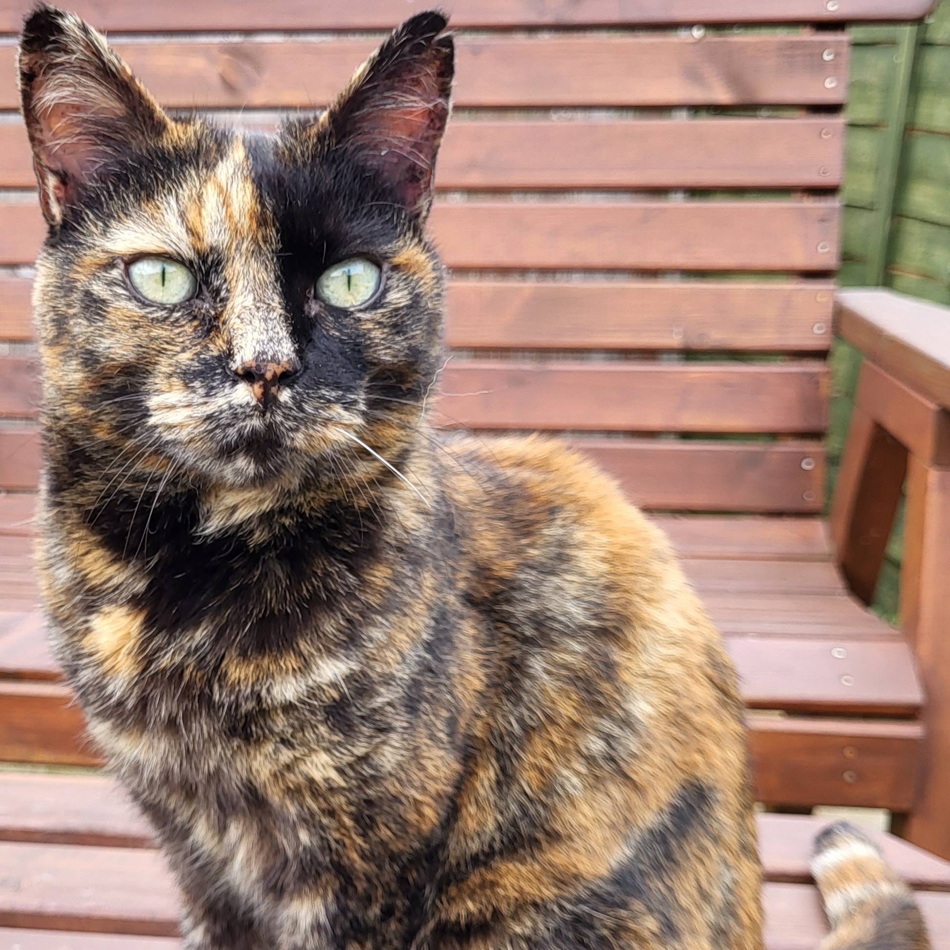 21-year old, Jessie our family cat (living with mum, so she doesn't join me petsitting)