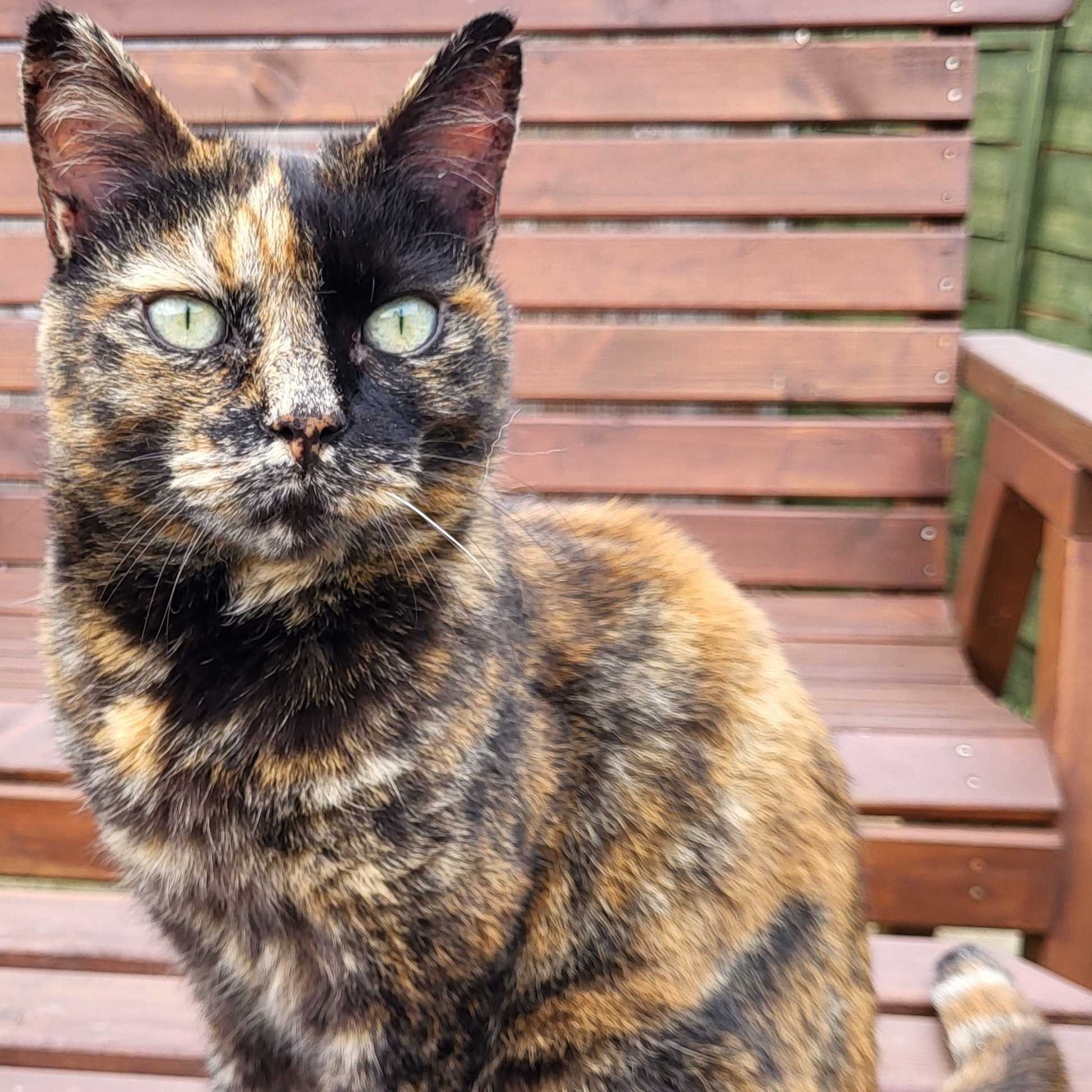 21-year old, Jessie our family cat (living with mum, so she doesn't join me petsitting)