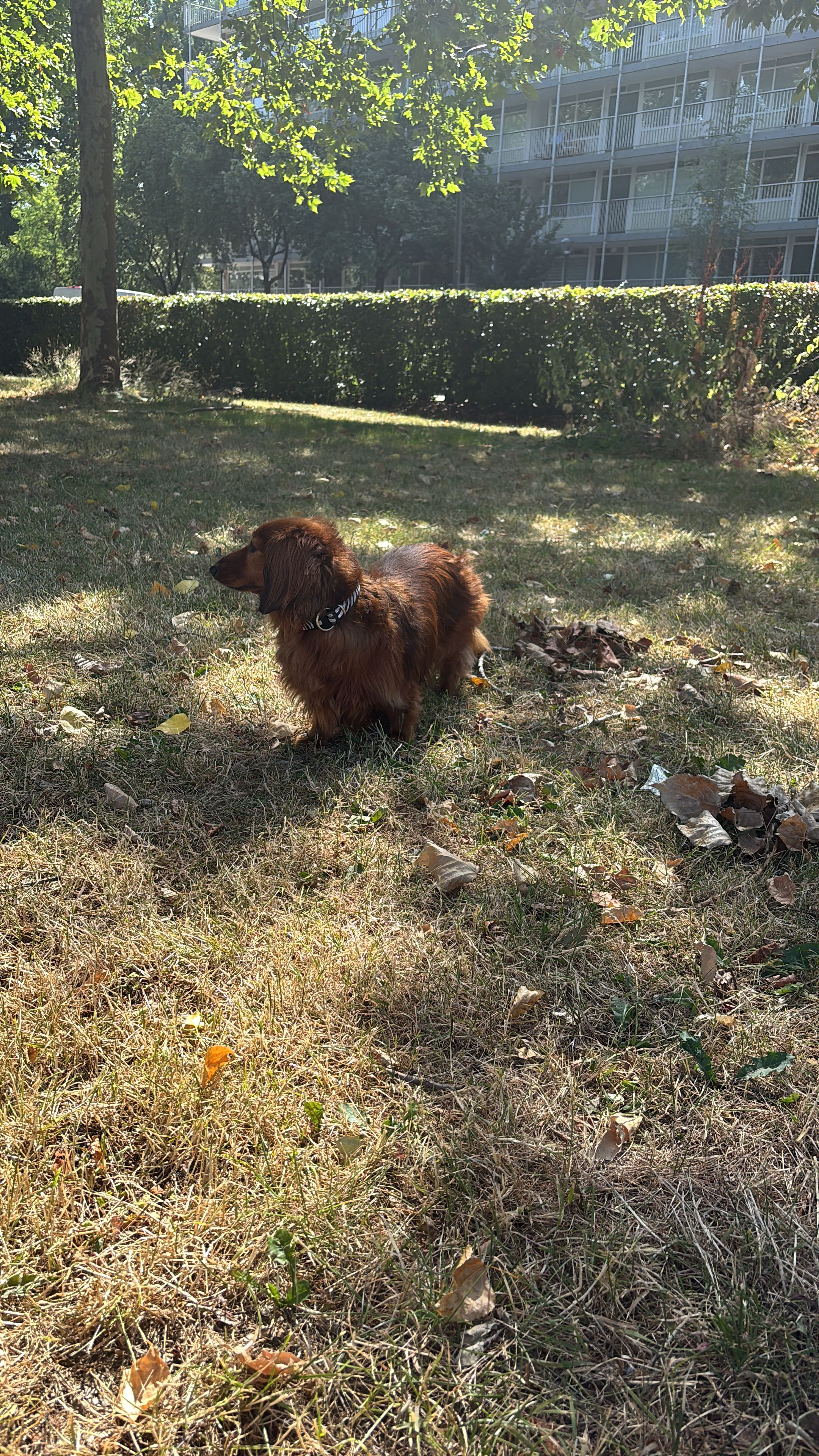 image-7