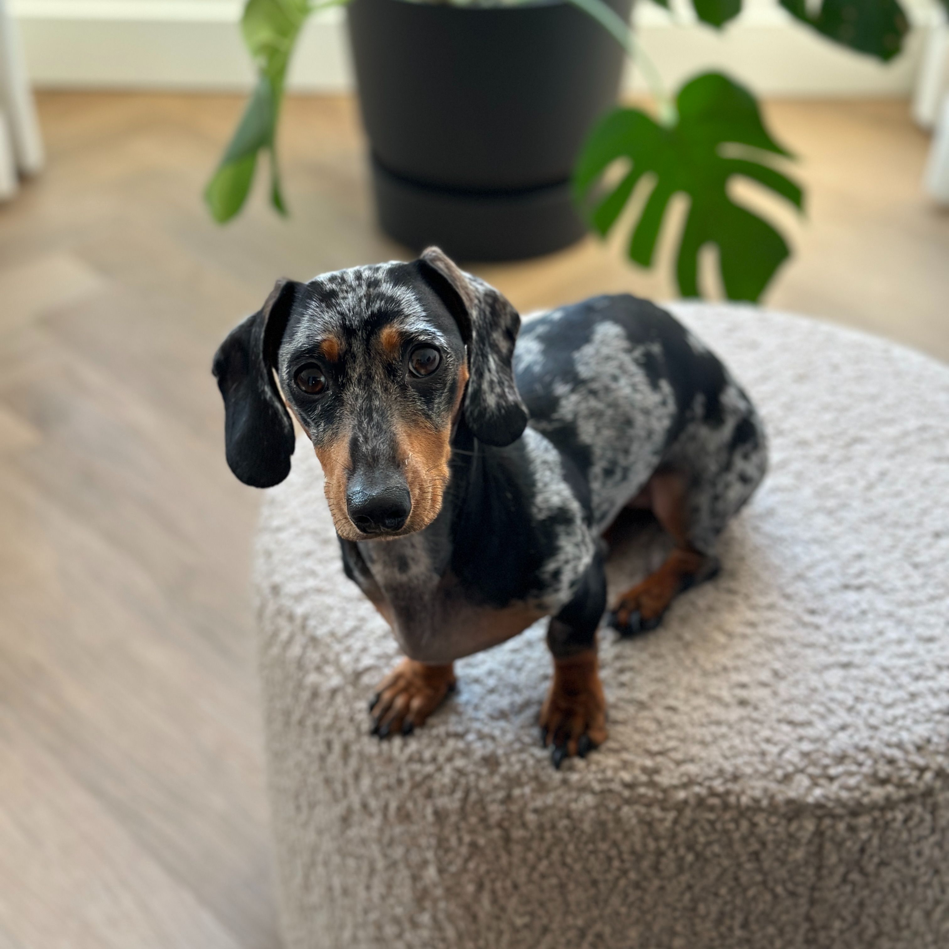 Pip