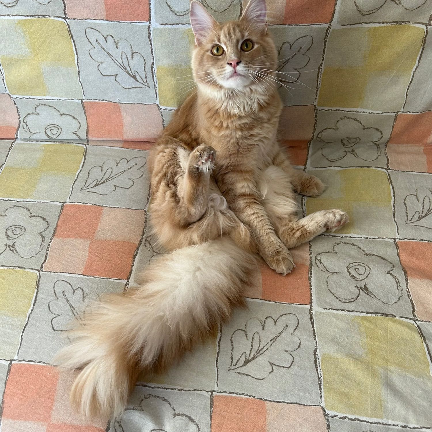 Ariel