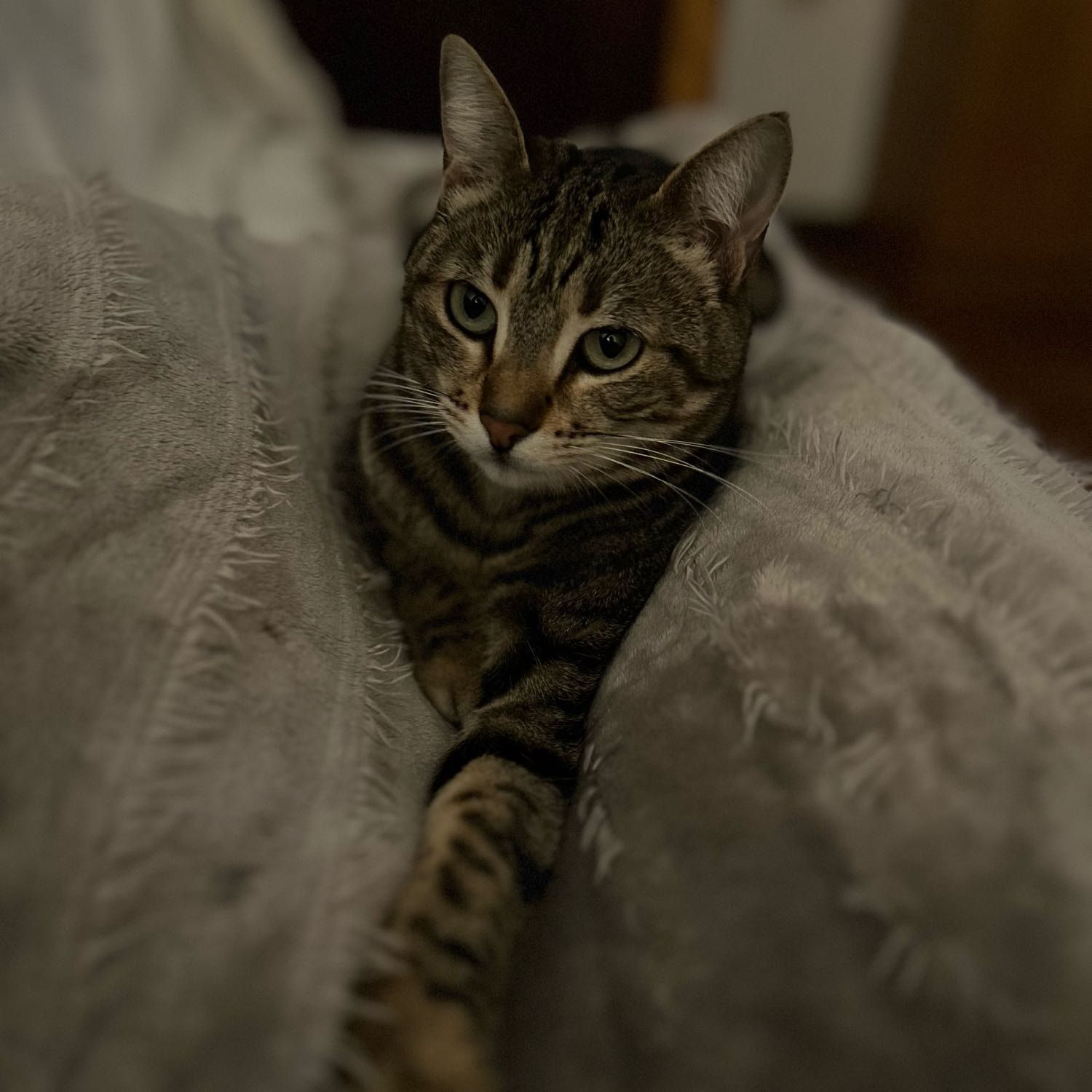 Cersei