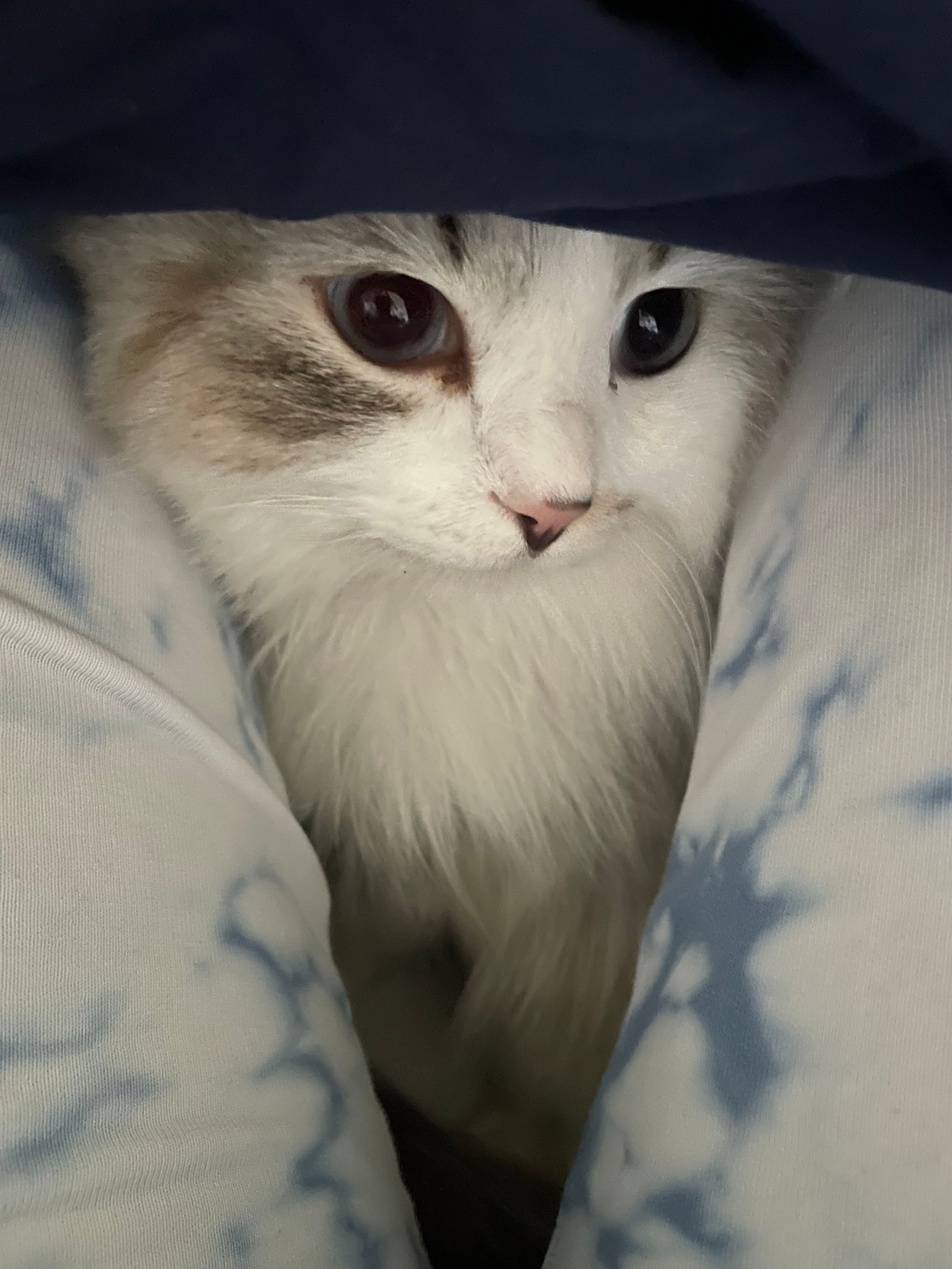 image-3