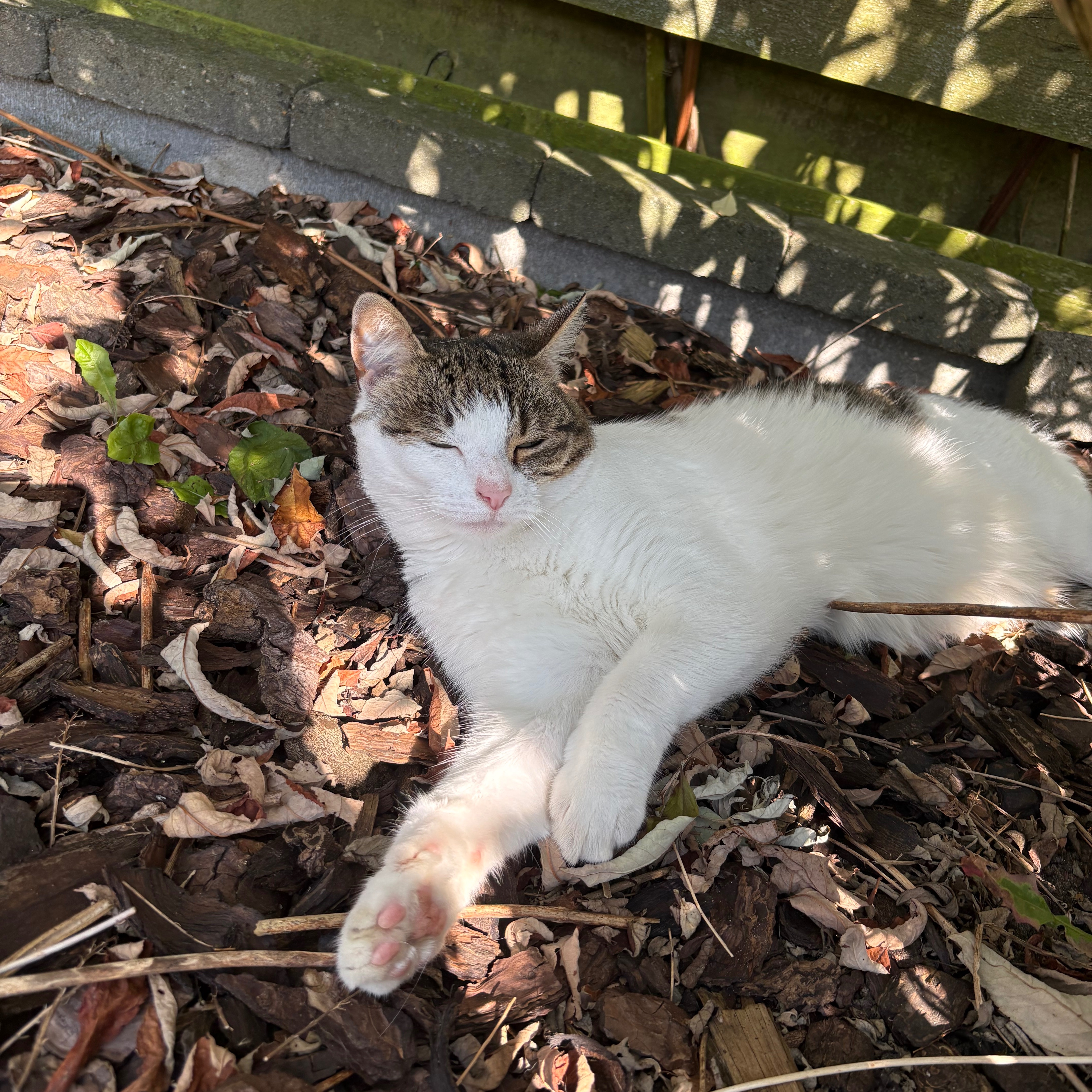 Jamas en pip 