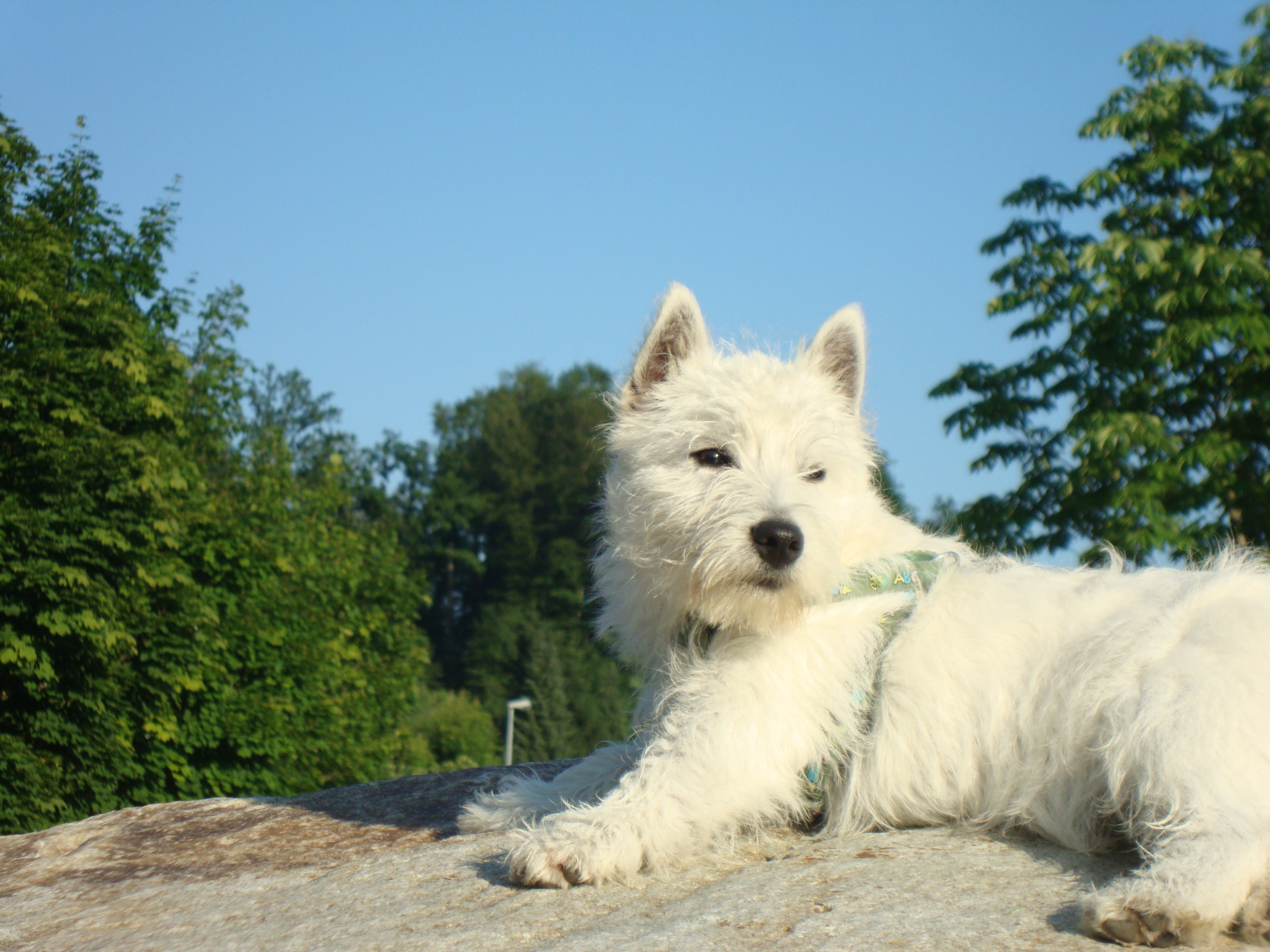image-7