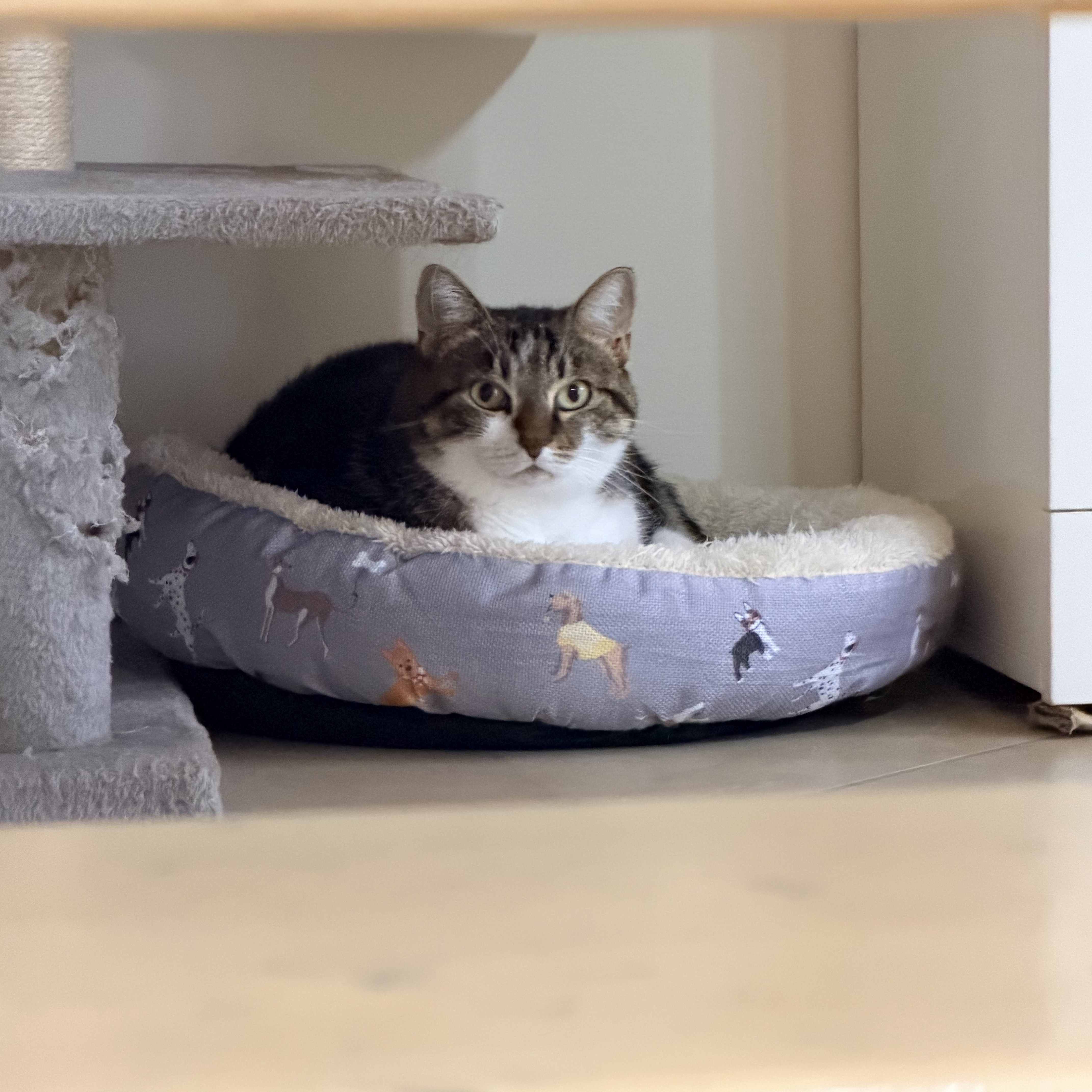 Kiki