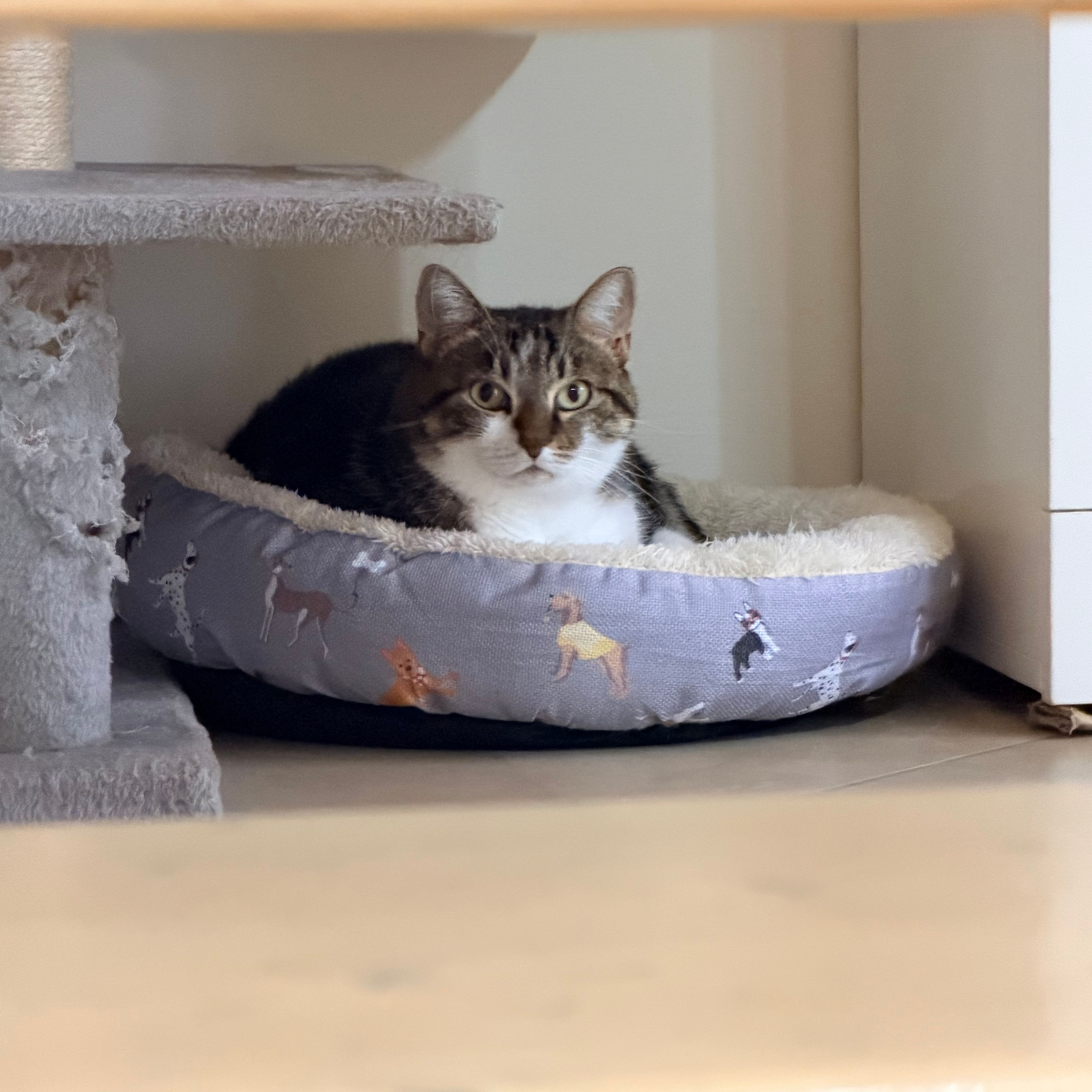 Kiki