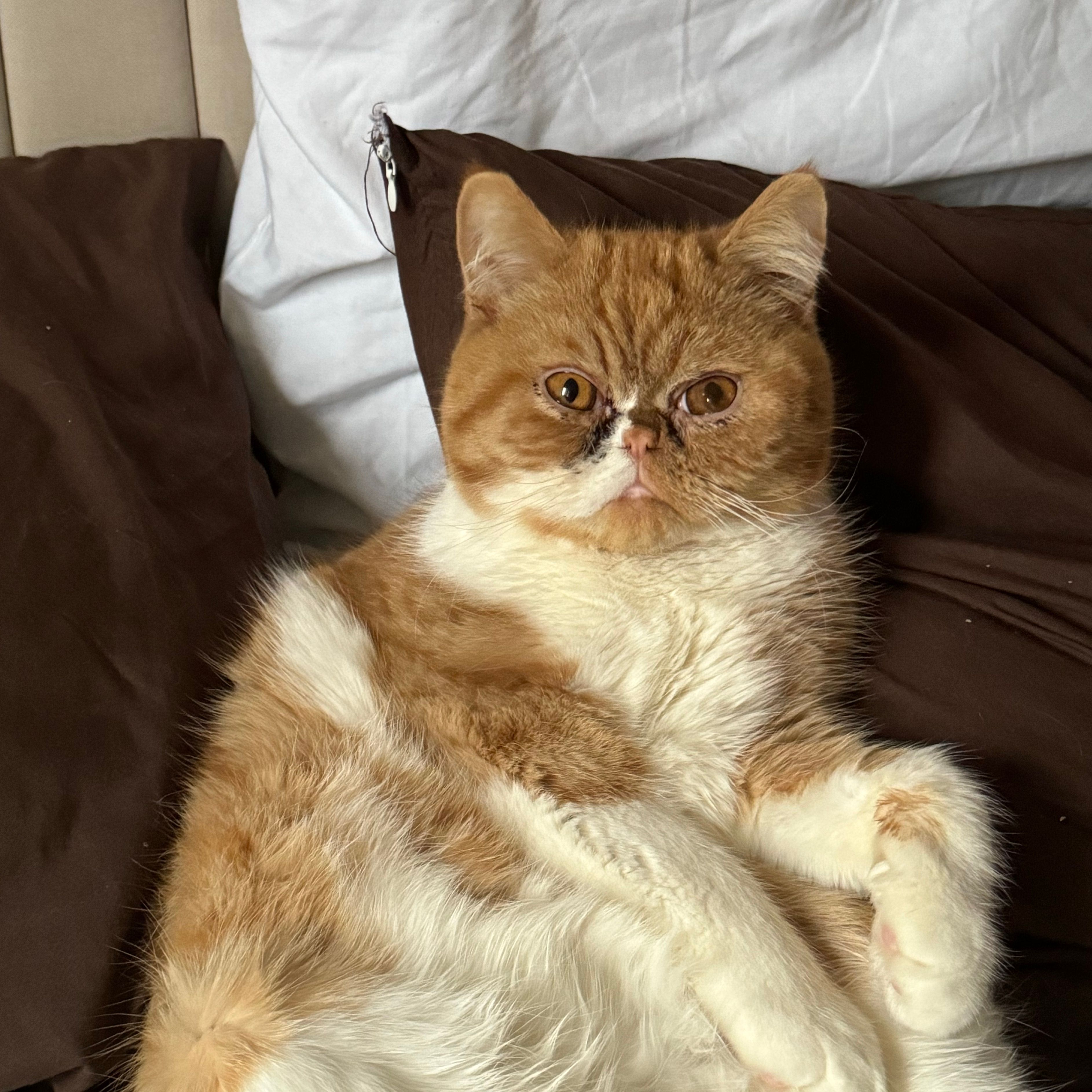 Monty