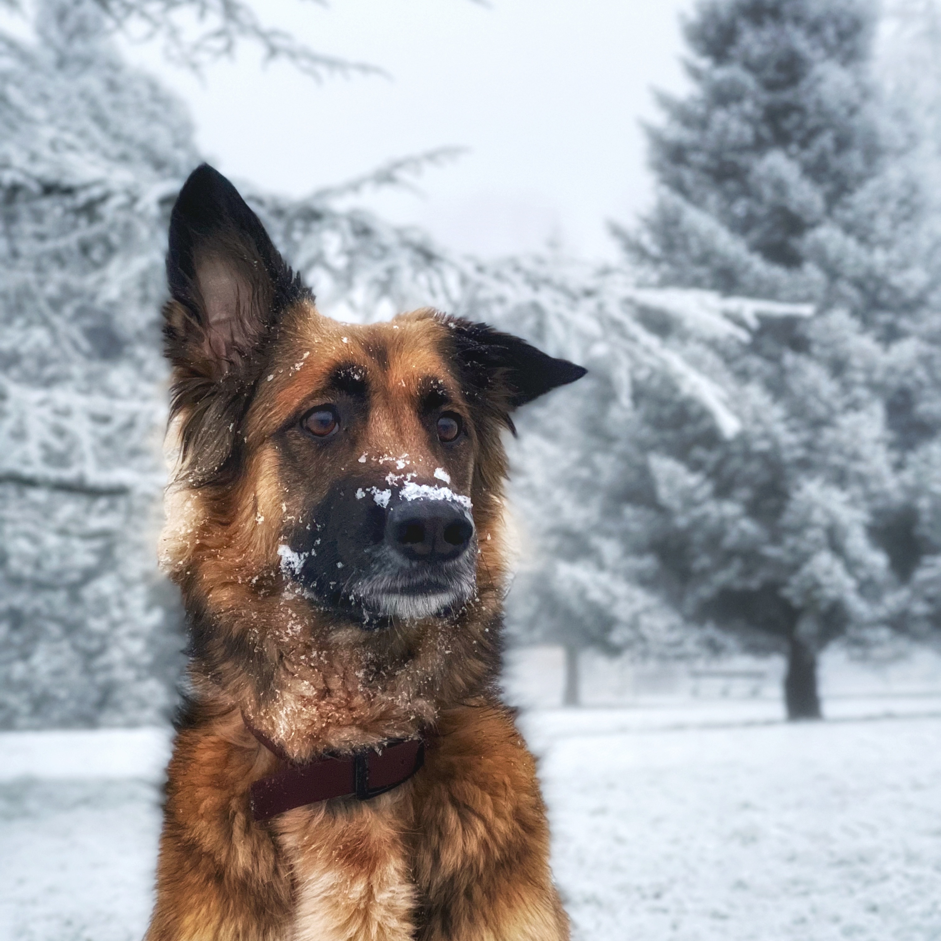 Josie