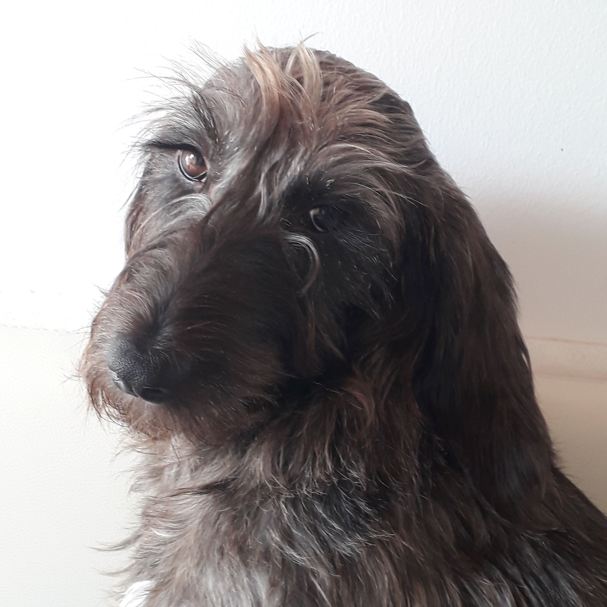 Smilla