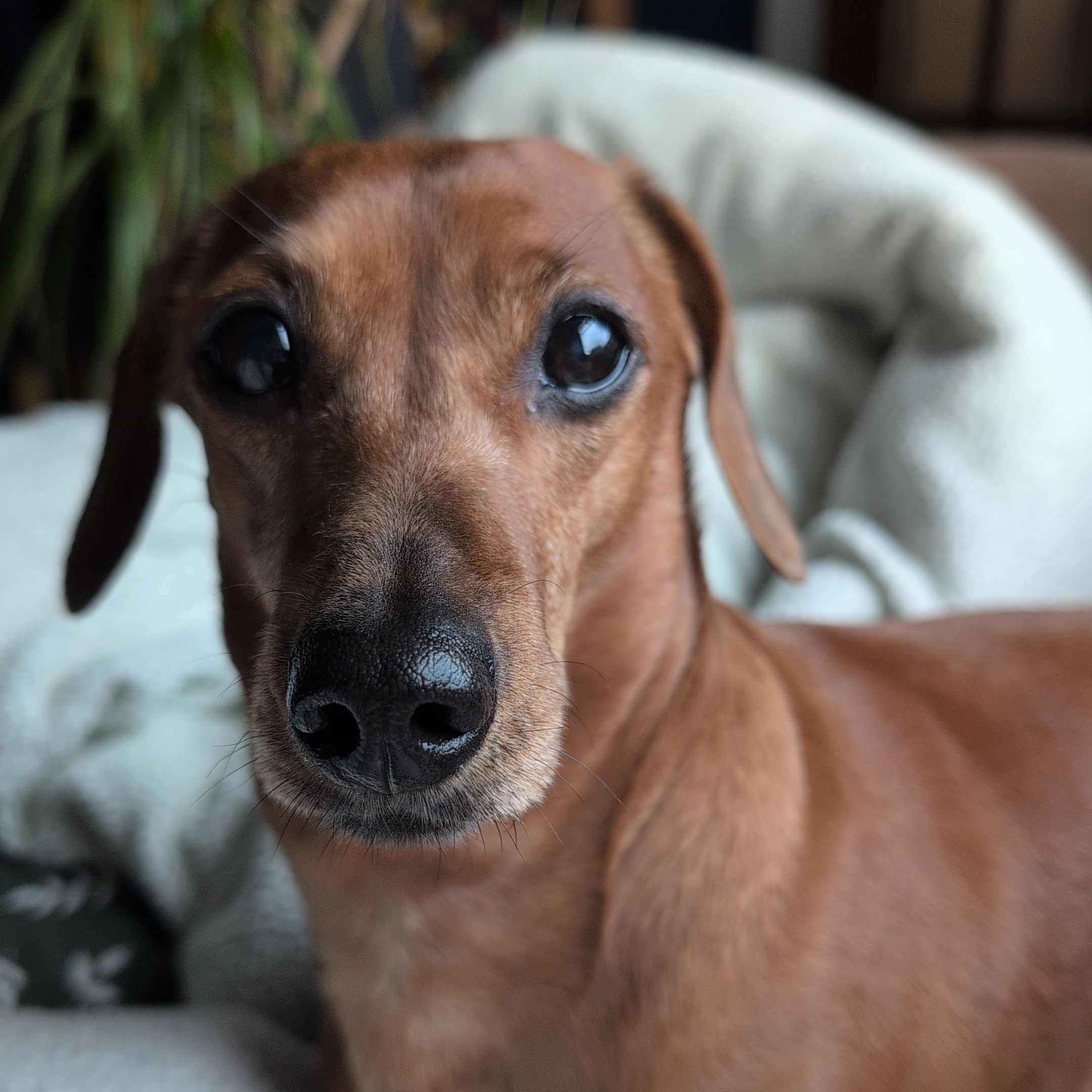 Willow