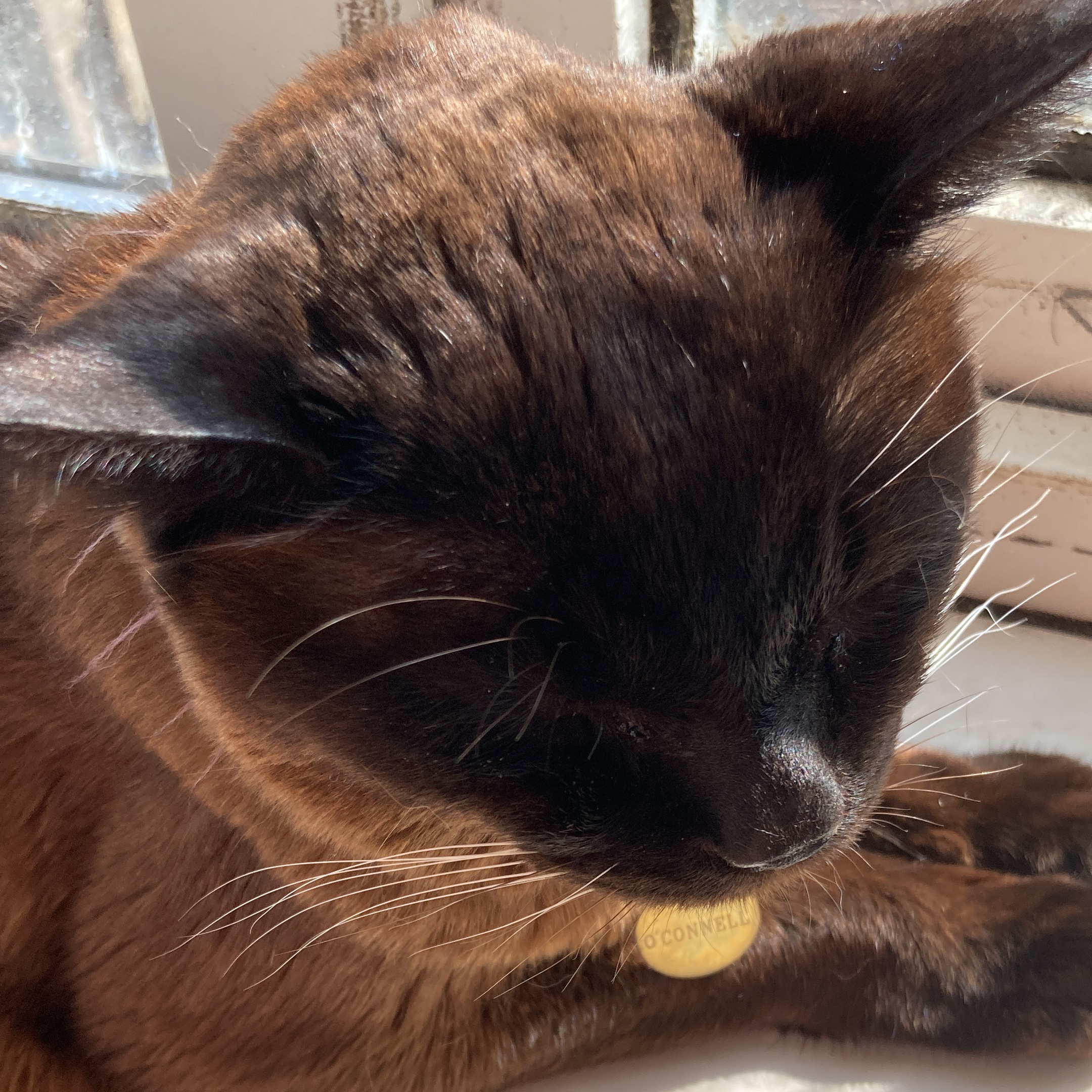 Beavis 