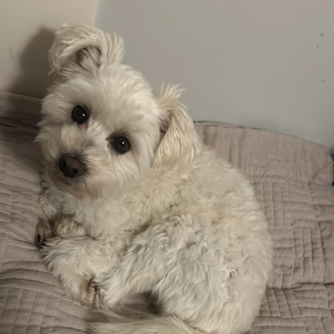 Gizmo