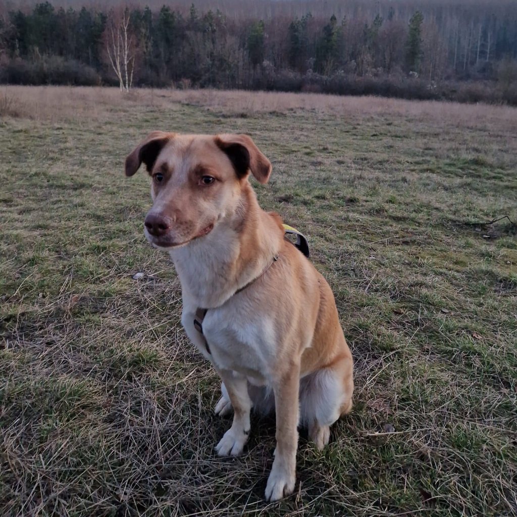Lucile