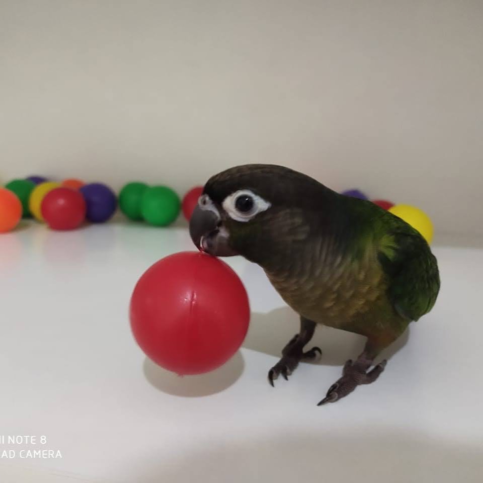 Rio