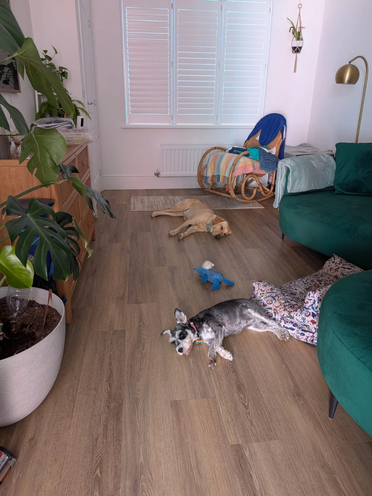 image-7