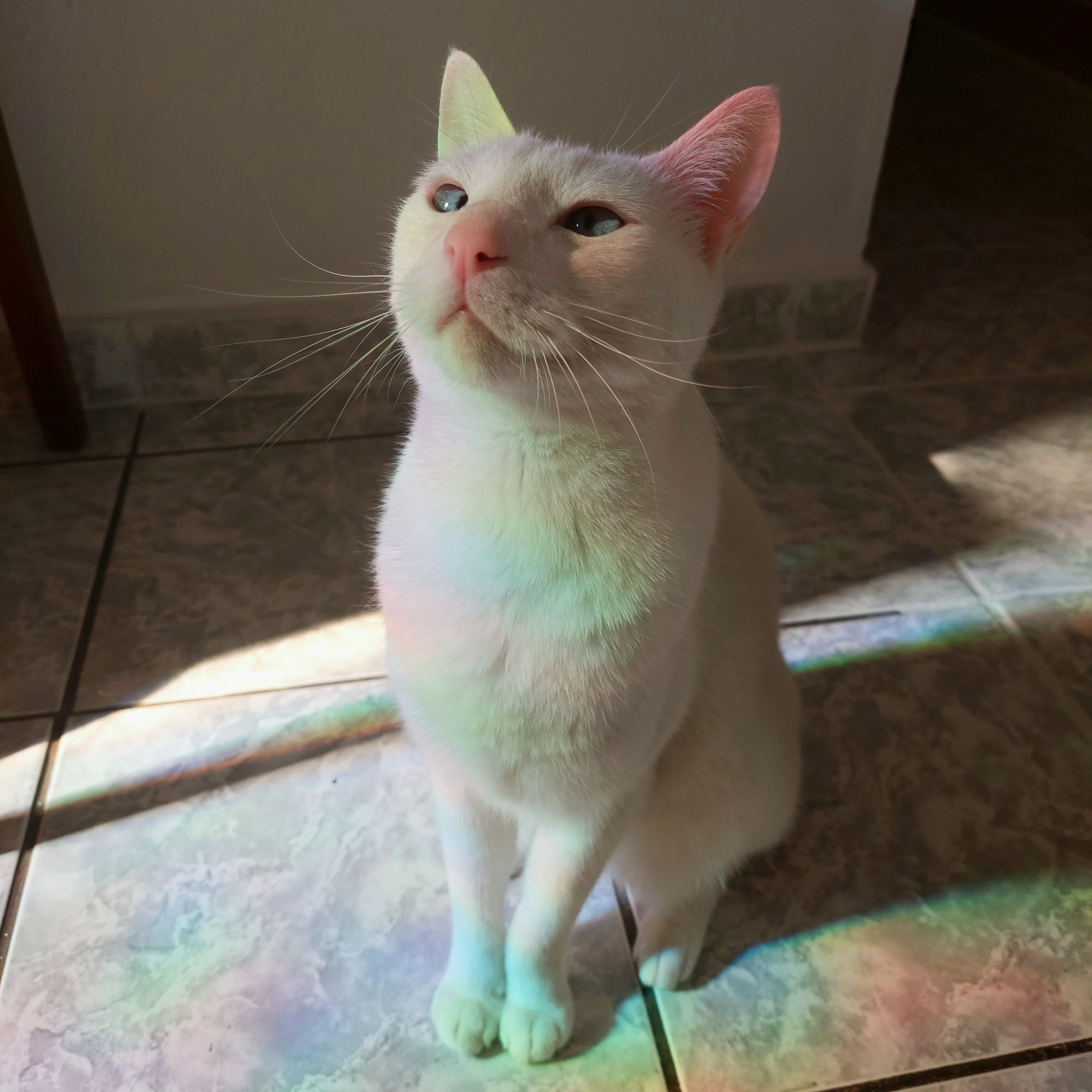 Midi