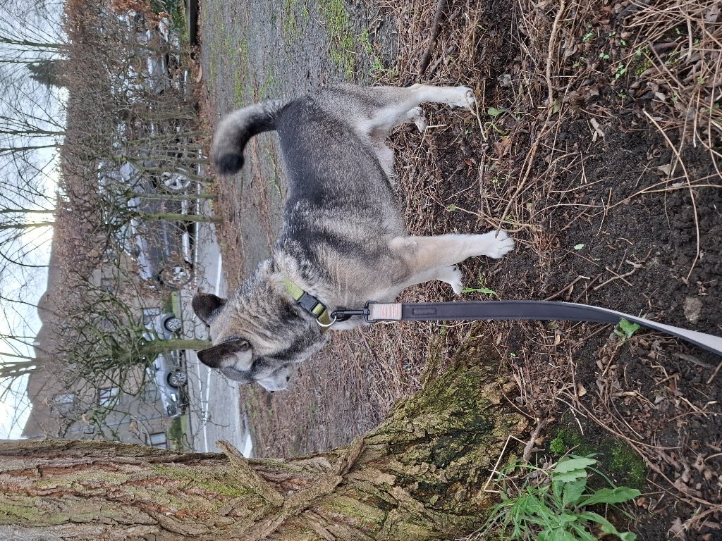 Mikka