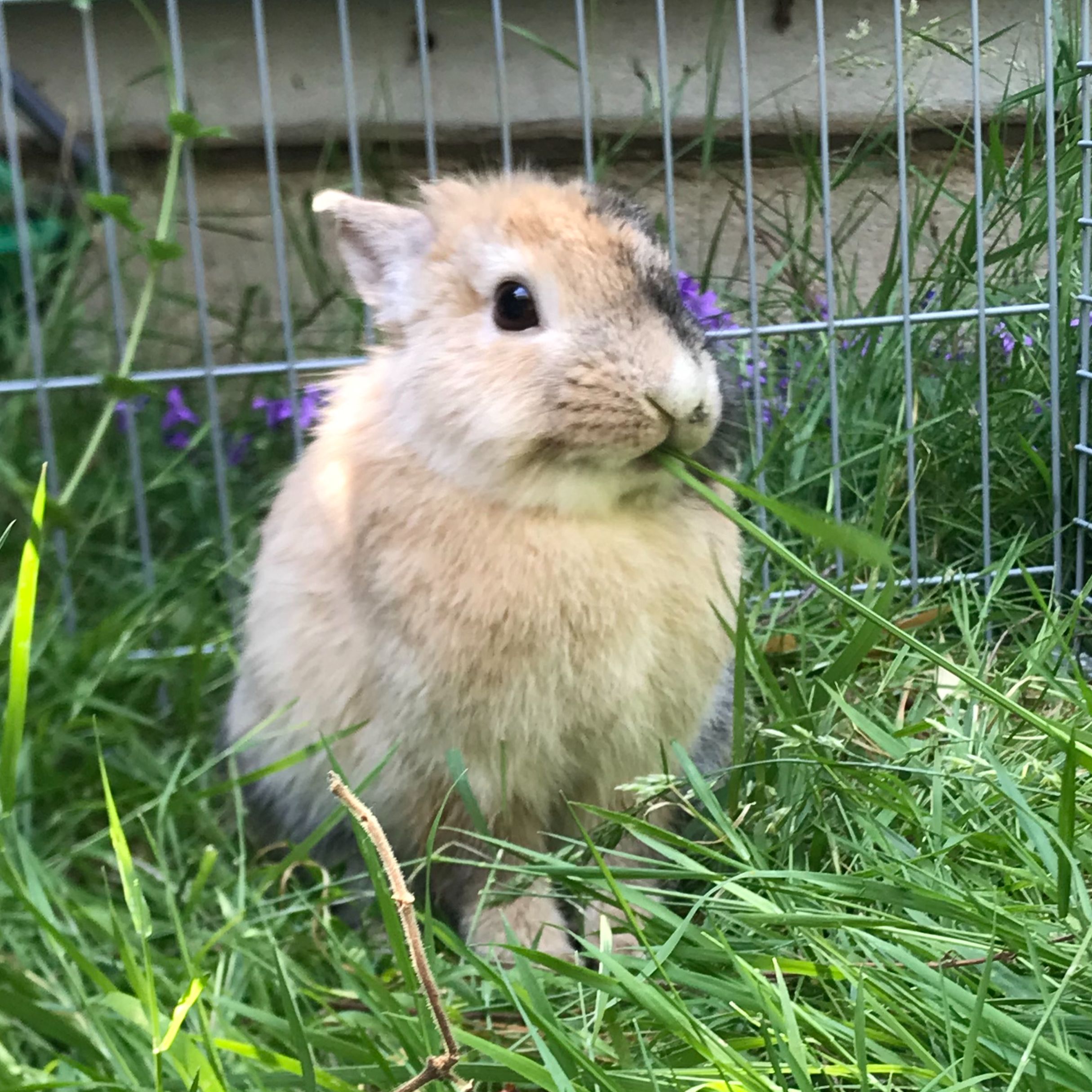 Plumo