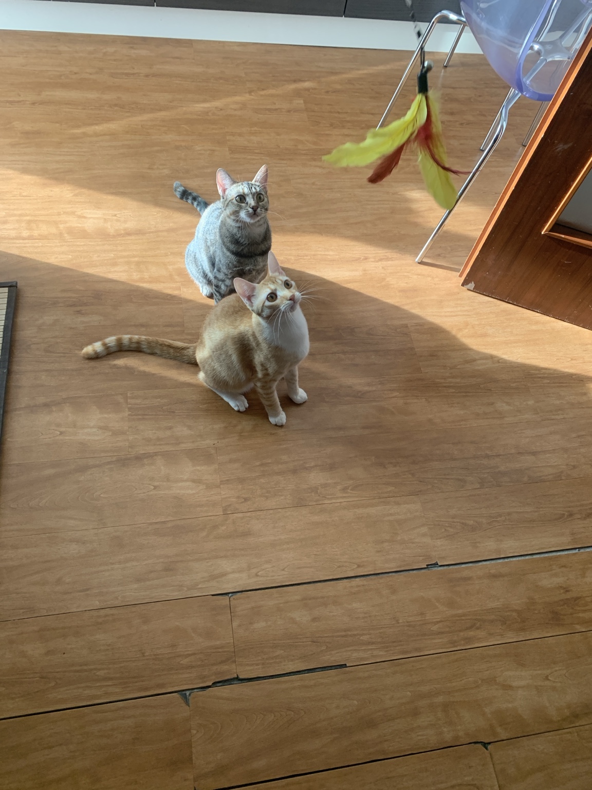 image-7