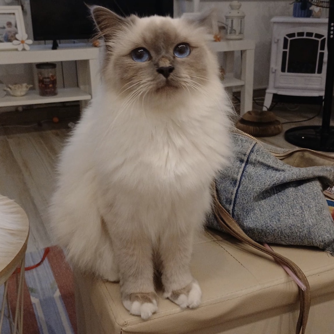 Nala