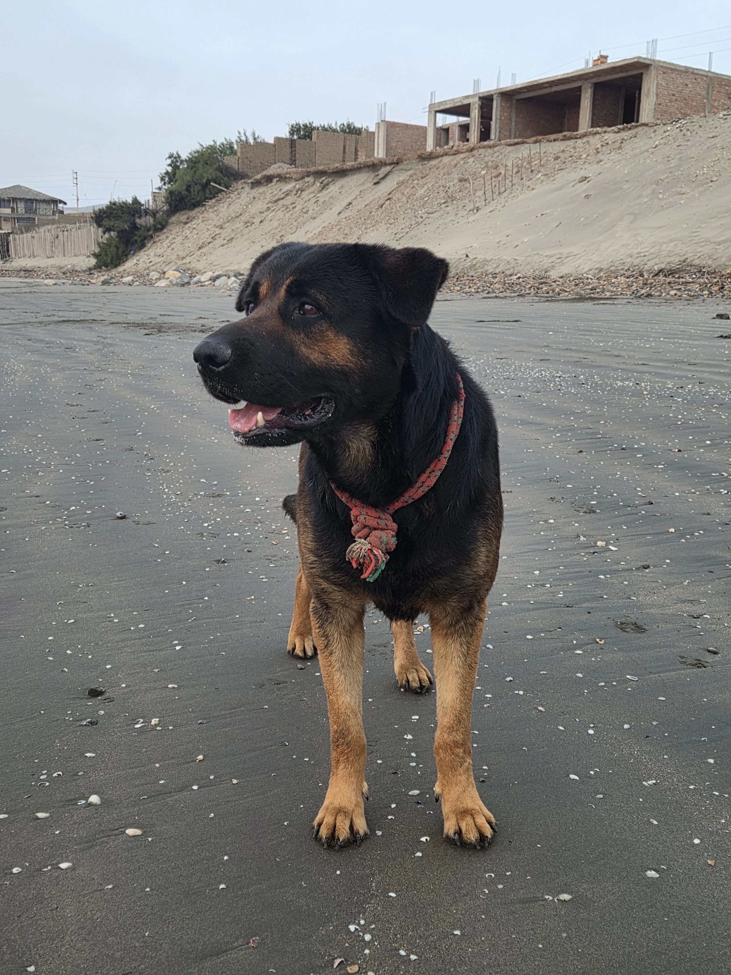 image-7